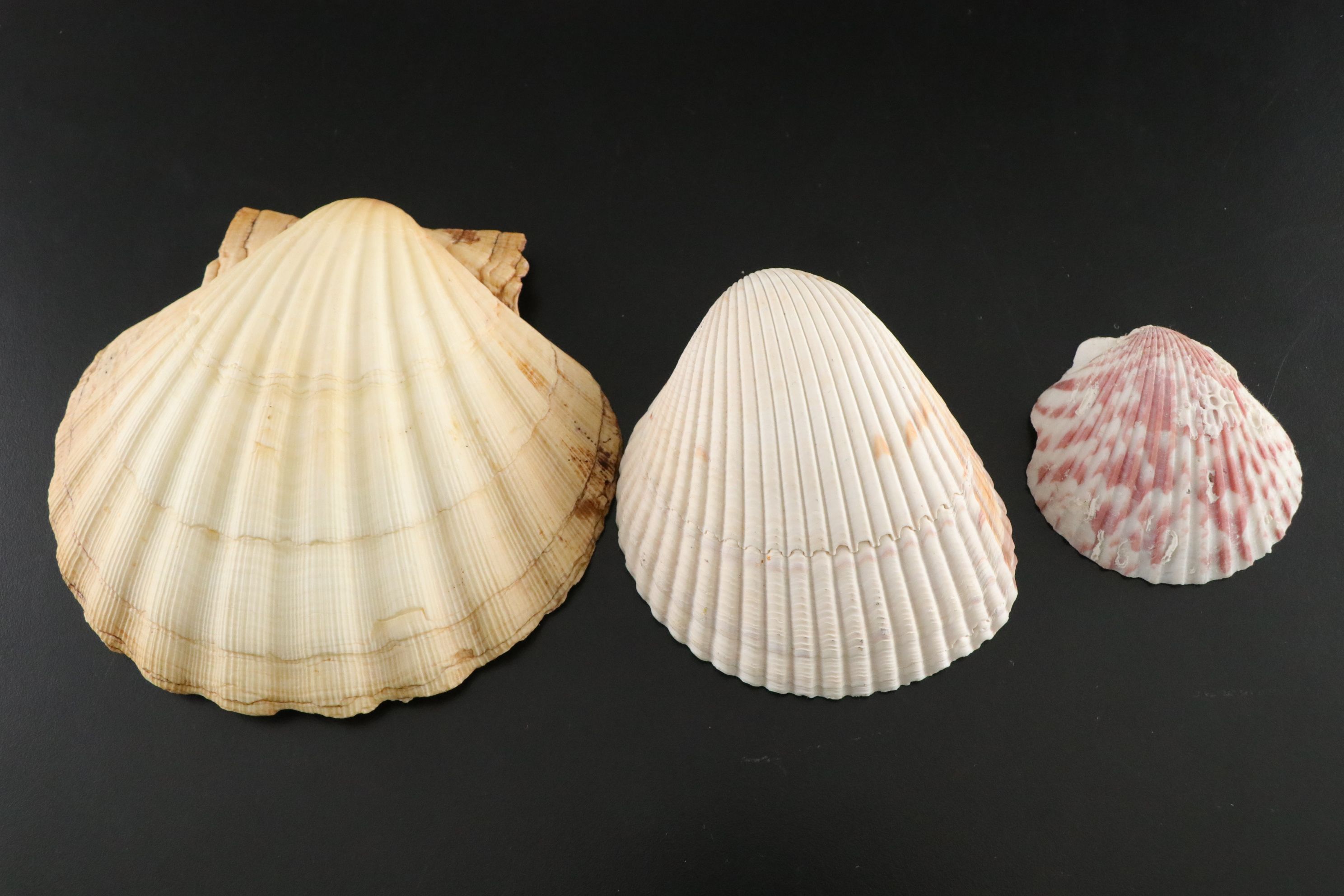 Seashell Encrusted Trinket Box with More Seashell Specimen