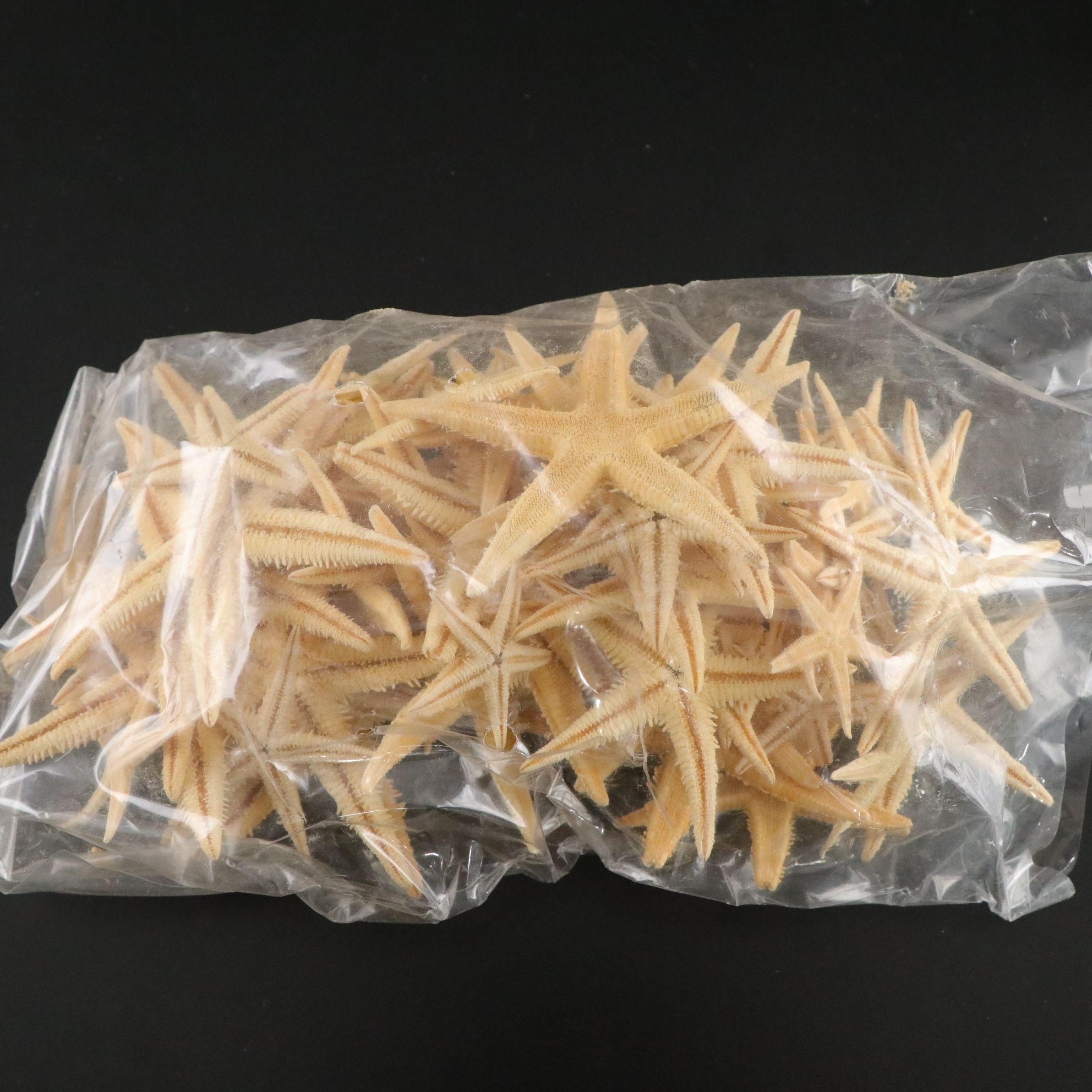 Seashell Encrusted Trinket Box with More Seashell Specimen