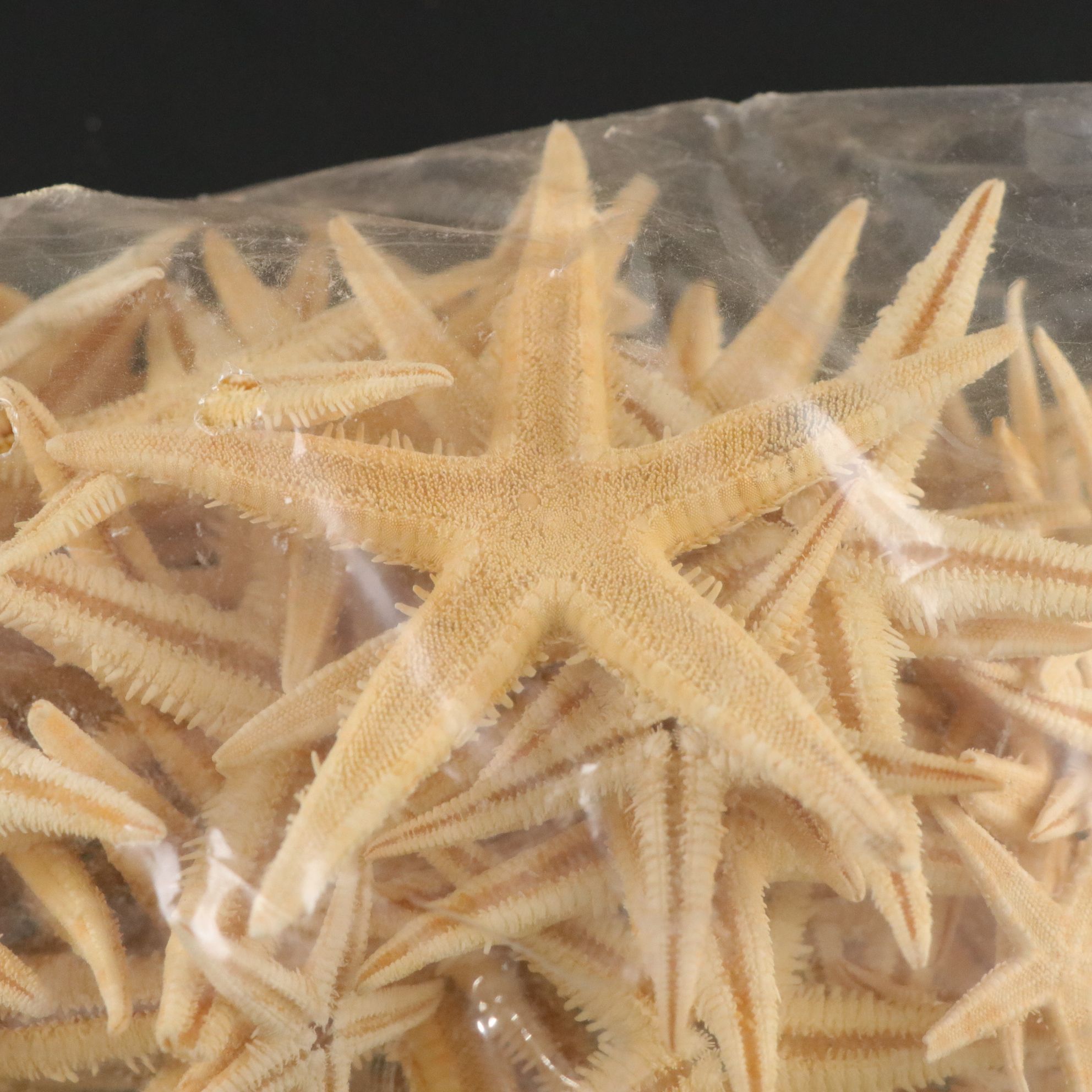 Seashell Encrusted Trinket Box with More Seashell Specimen