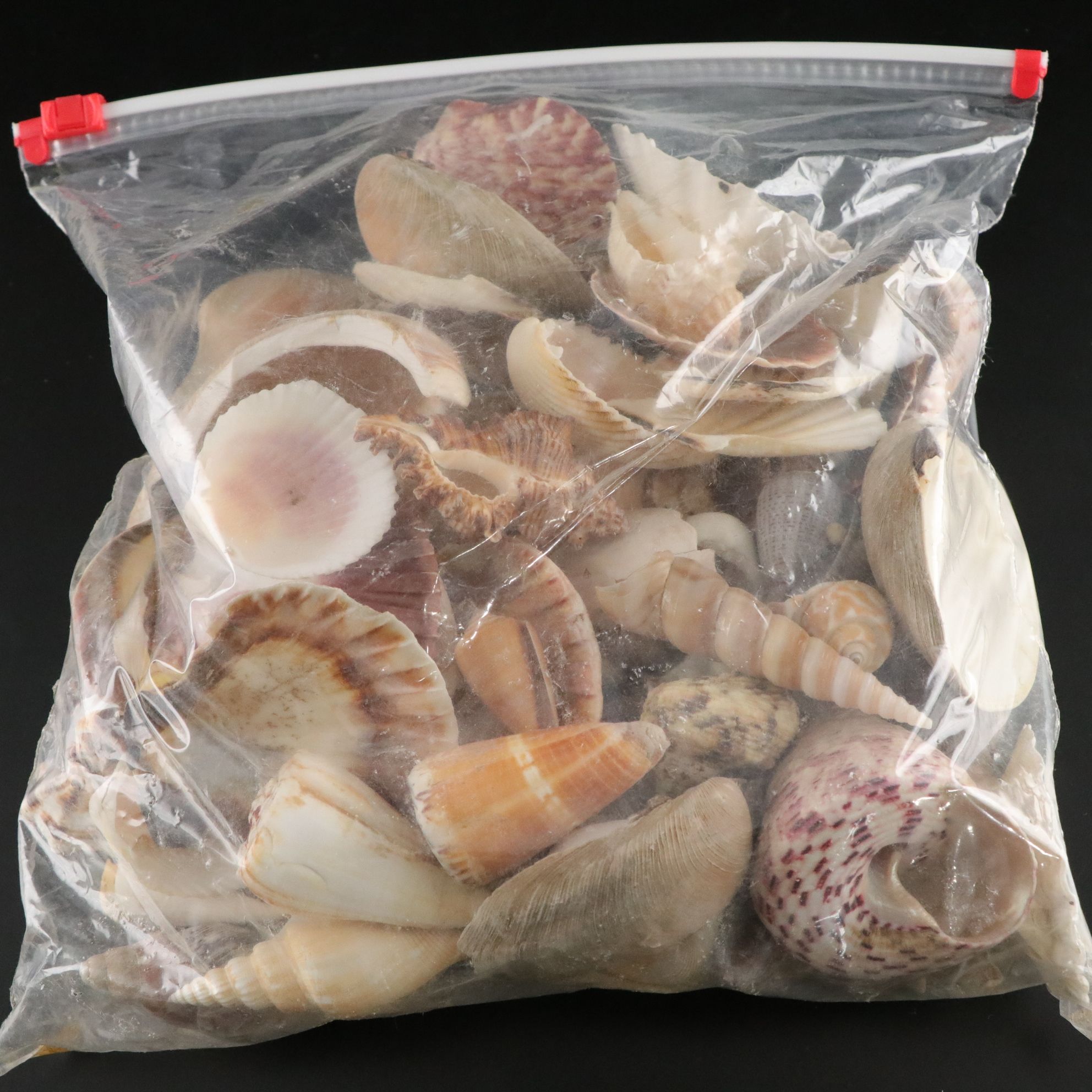 Seashell Encrusted Trinket Box with More Seashell Specimen