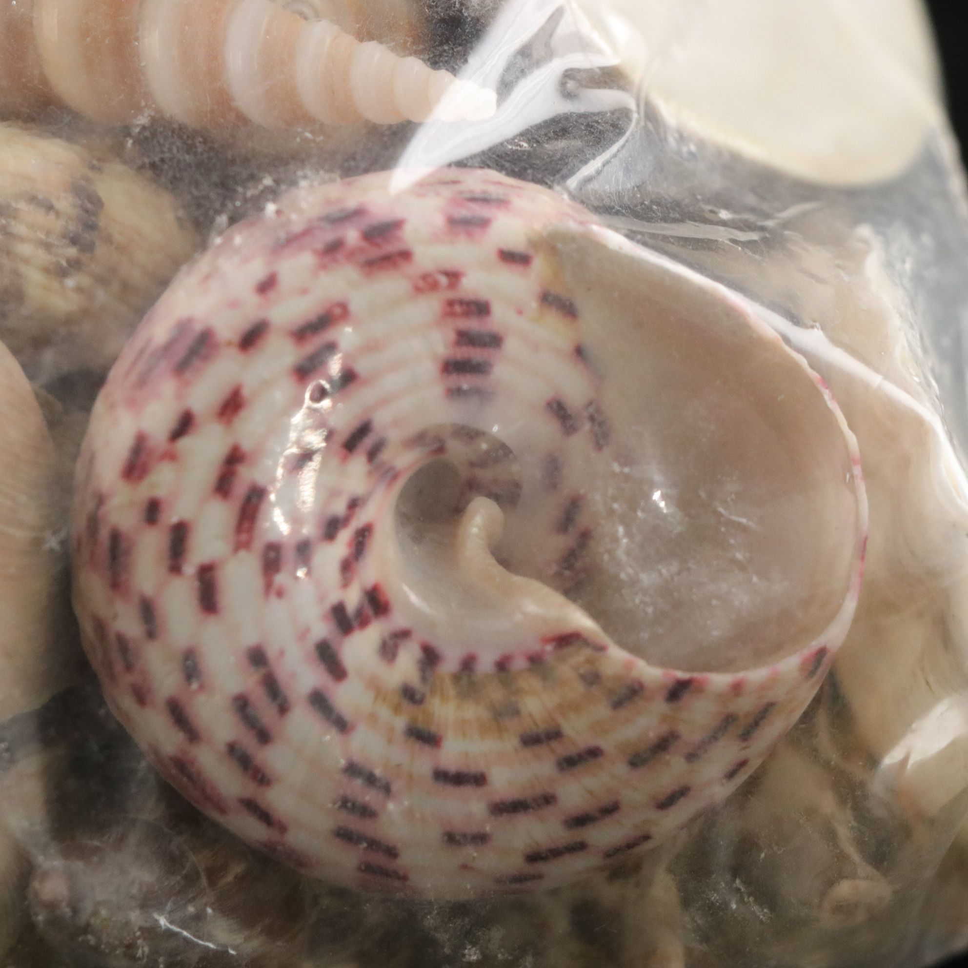 Seashell Encrusted Trinket Box with More Seashell Specimen