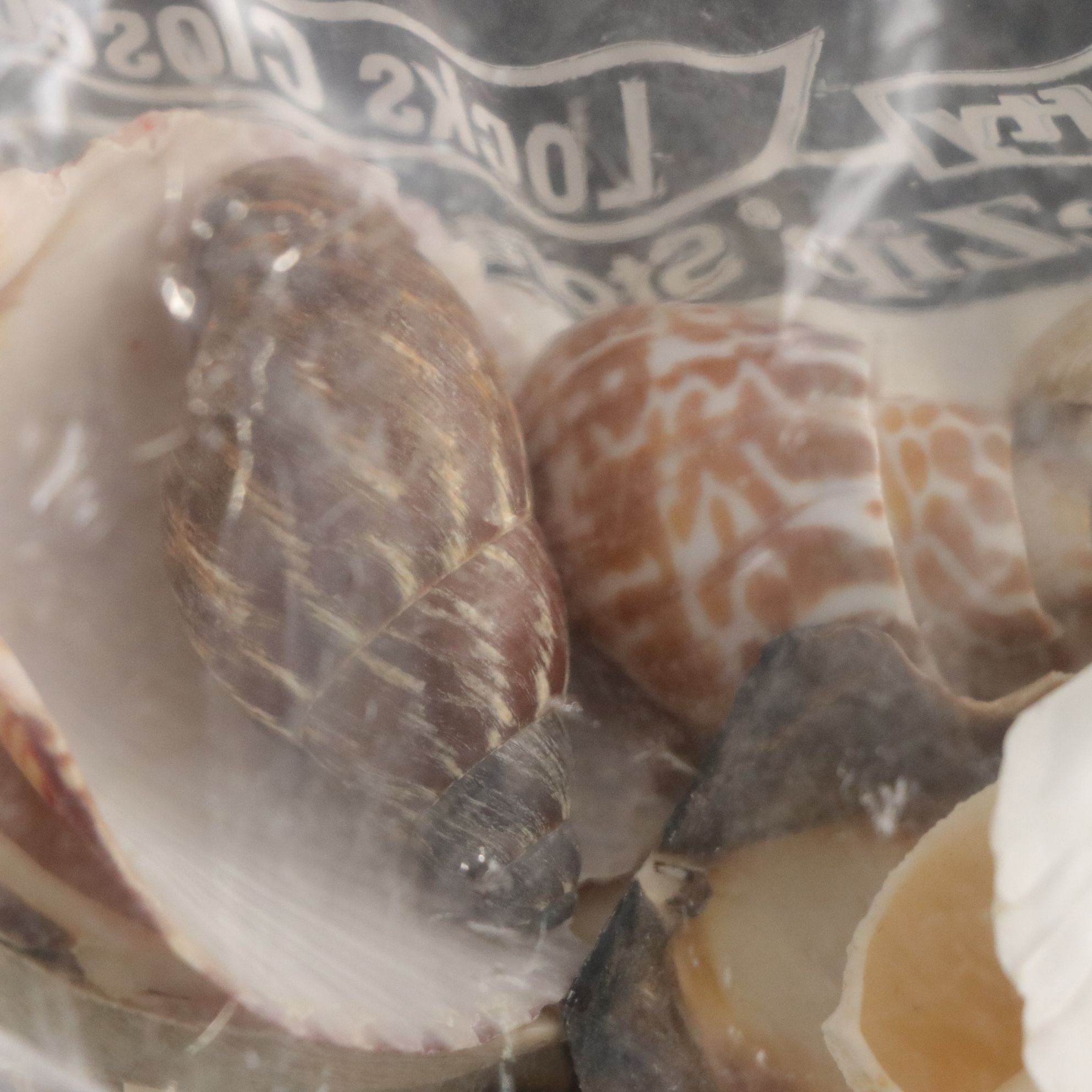 Seashell Encrusted Trinket Box with More Seashell Specimen