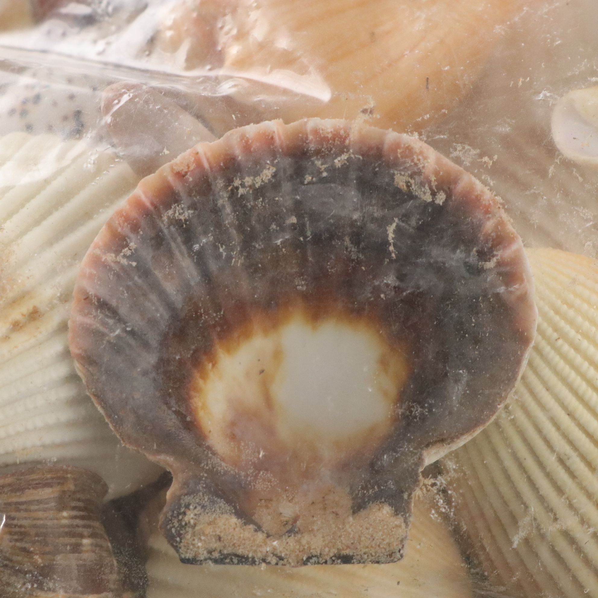 Seashell Encrusted Trinket Box with More Seashell Specimen