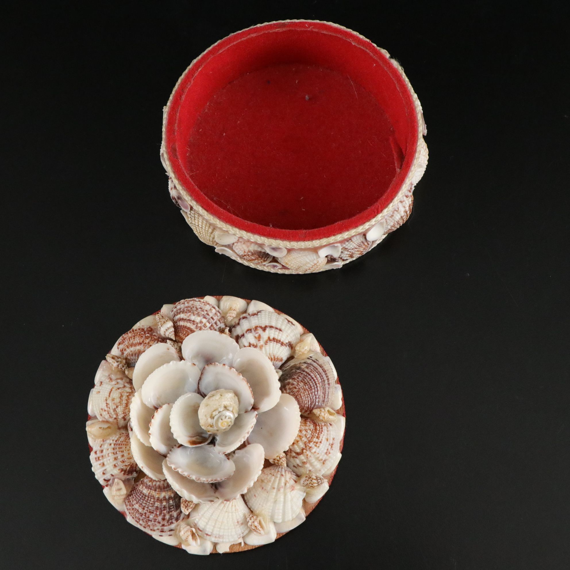 Seashell Encrusted Trinket Box with More Seashell Specimen