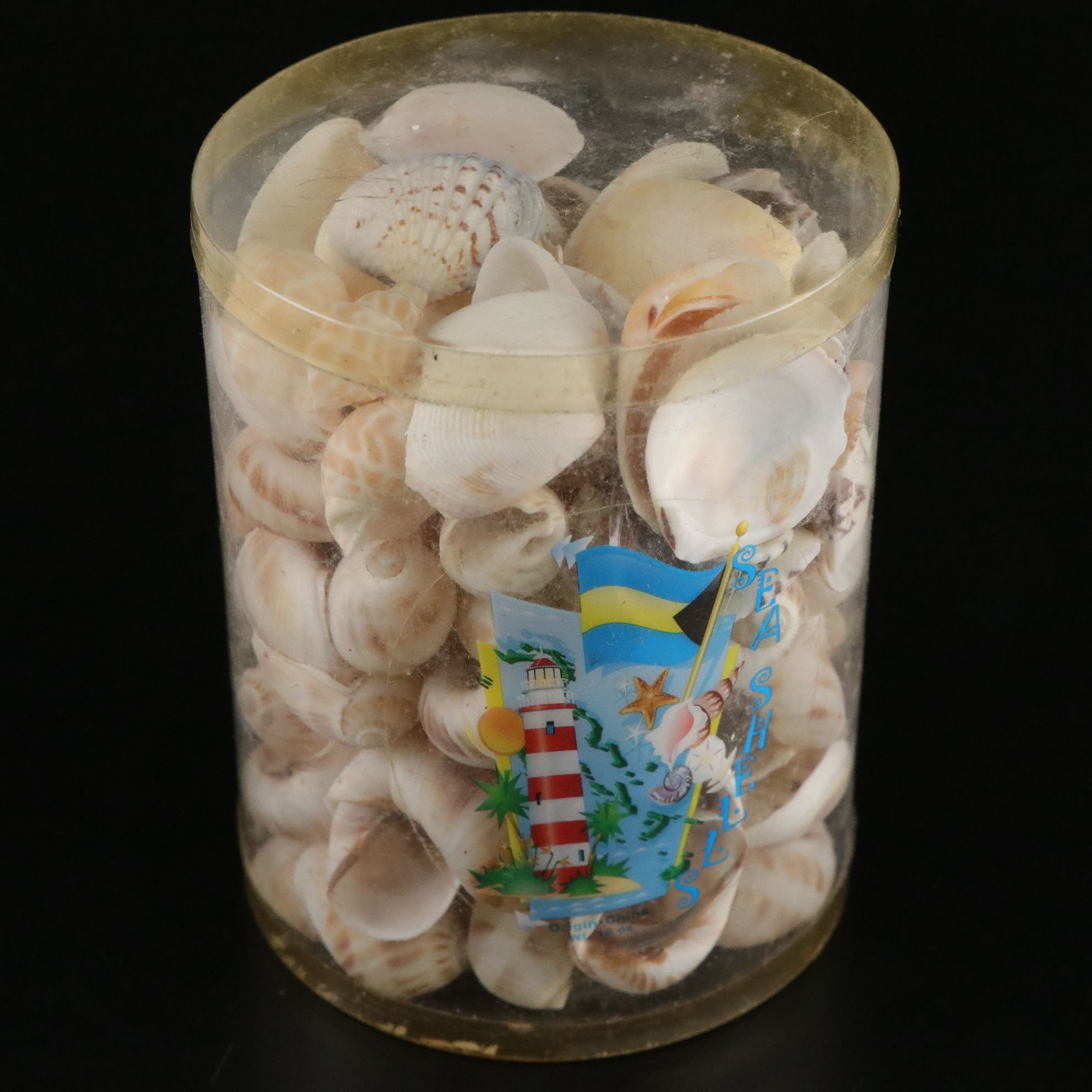 Seashell Encrusted Trinket Box with More Seashell Specimen