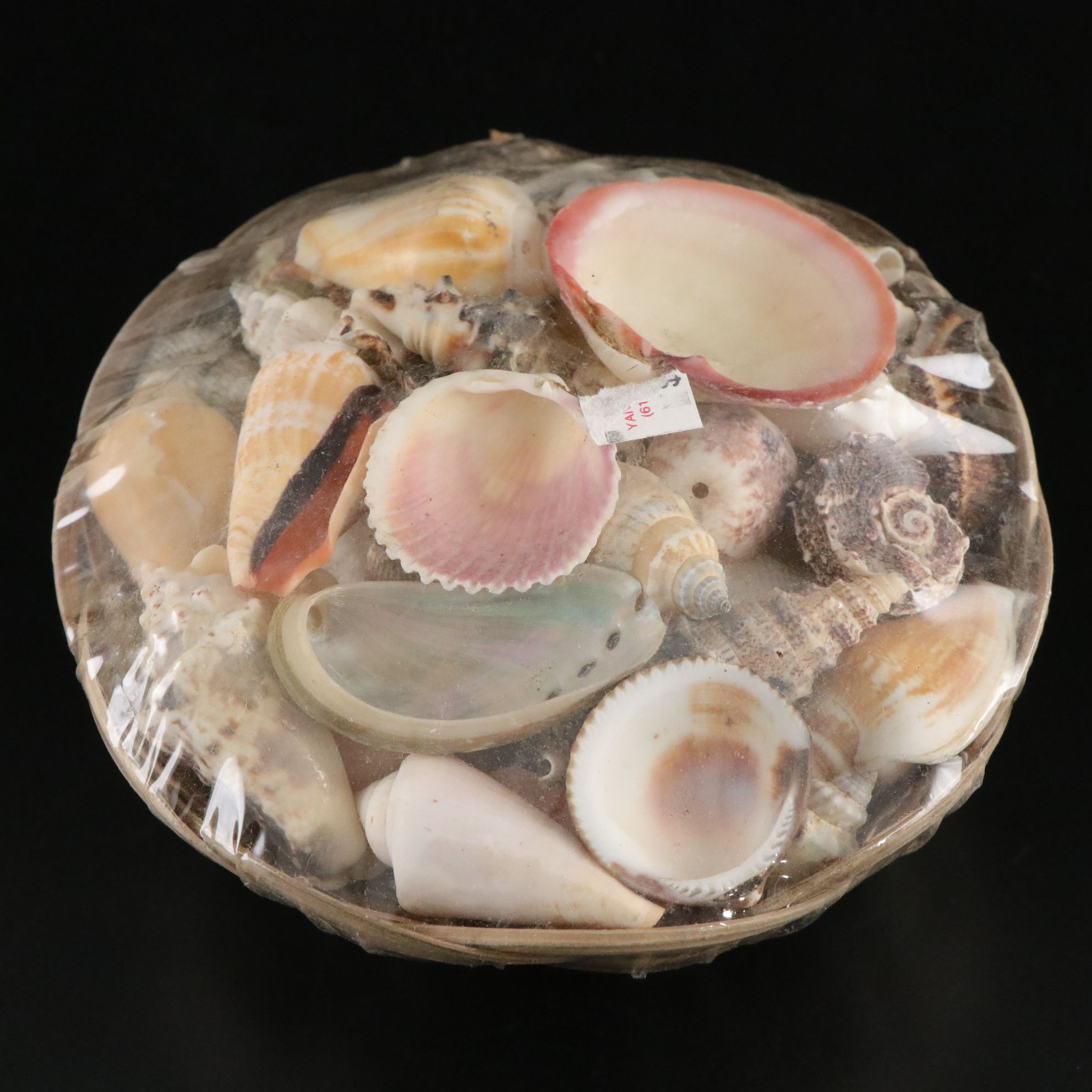 Seashell Encrusted Trinket Box with More Seashell Specimen