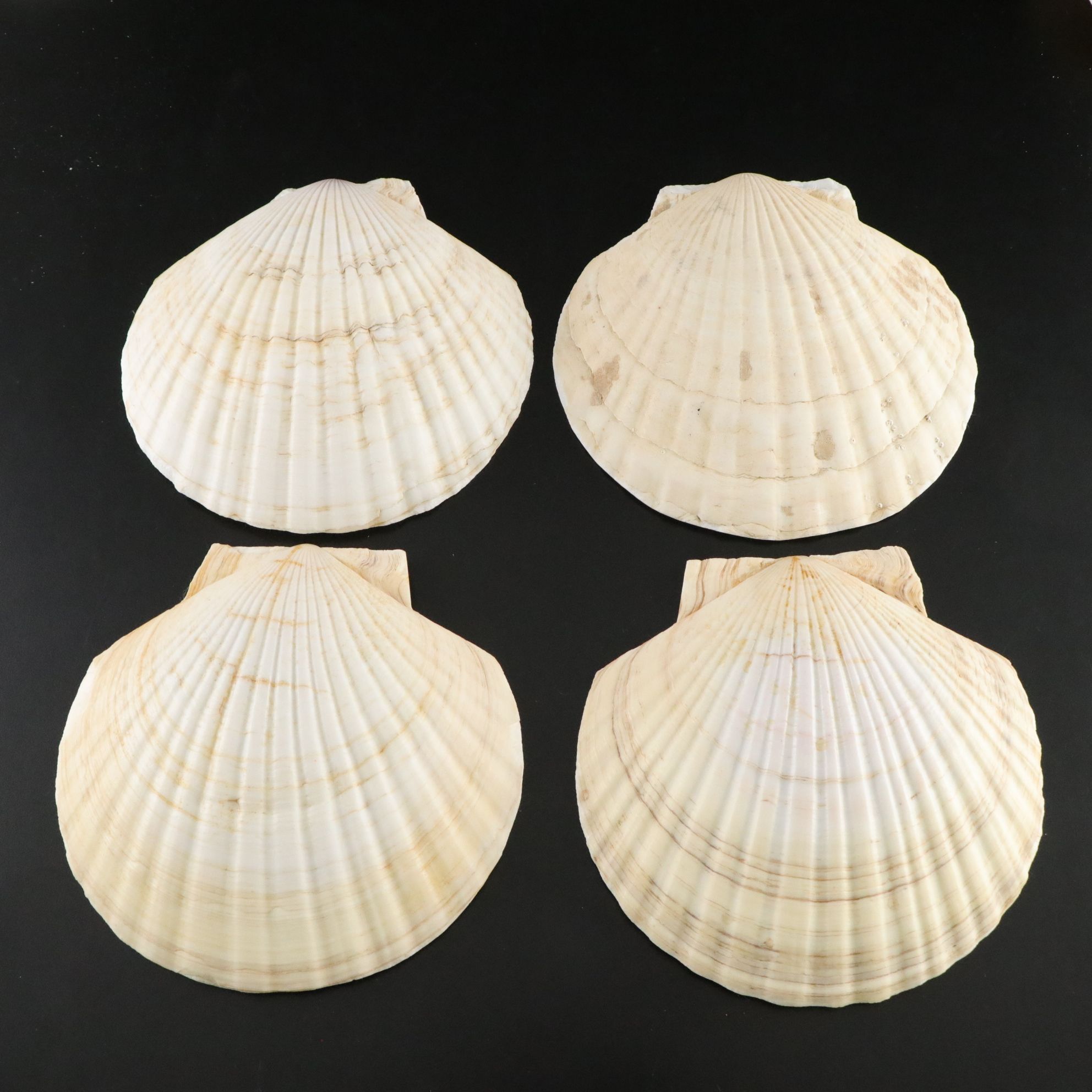 Seashell Encrusted Trinket Box with More Seashell Specimen