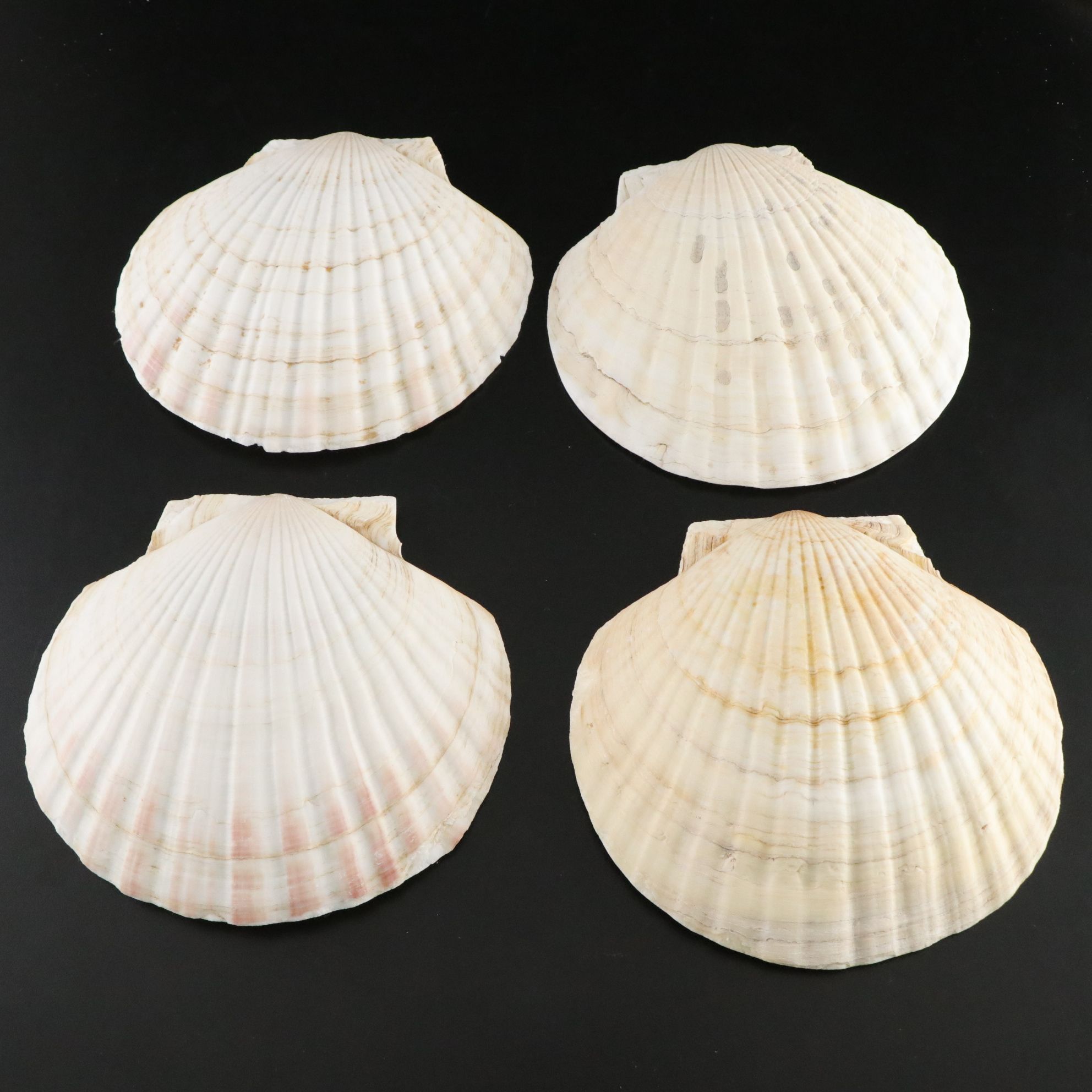 Seashell Encrusted Trinket Box with More Seashell Specimen