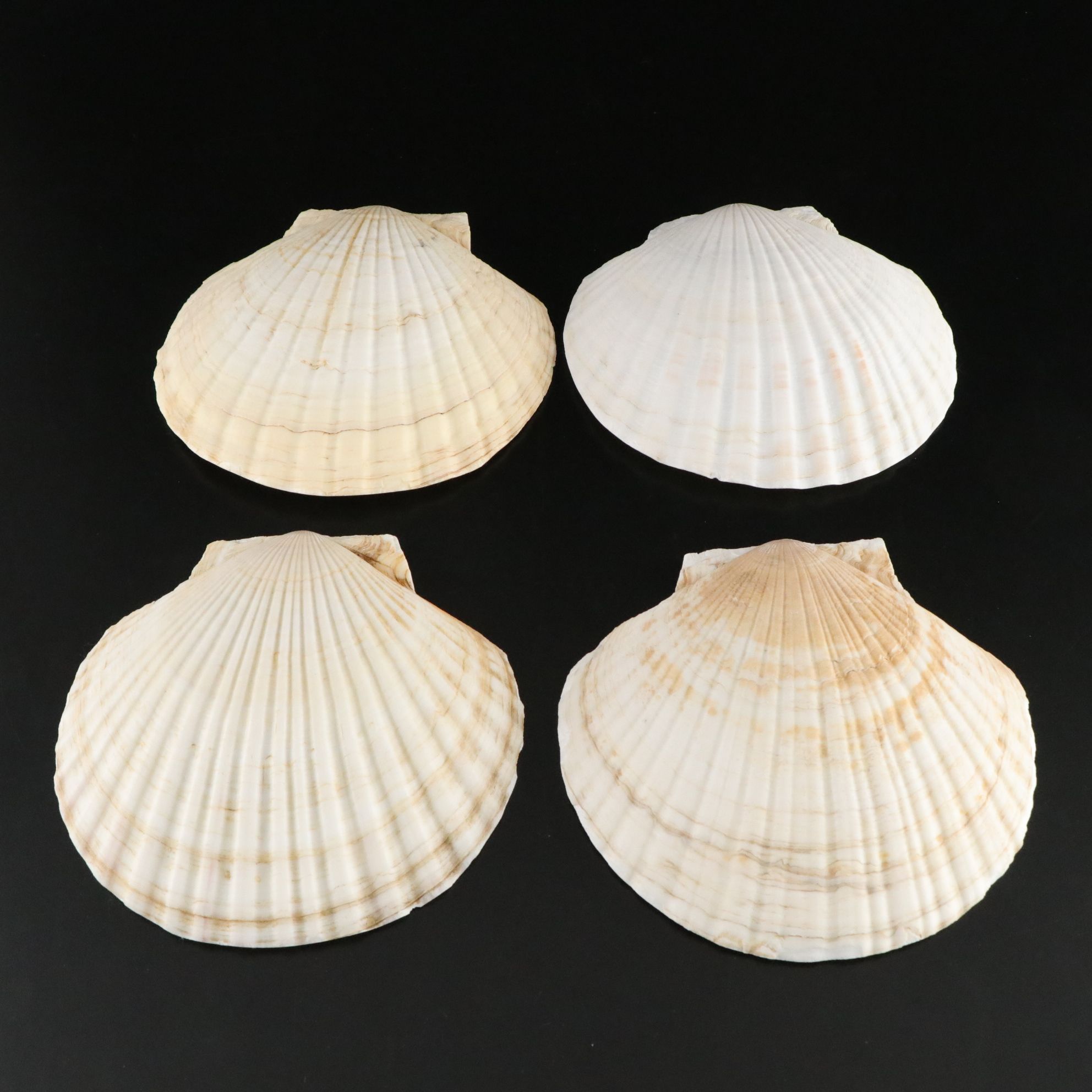 Seashell Encrusted Trinket Box with More Seashell Specimen