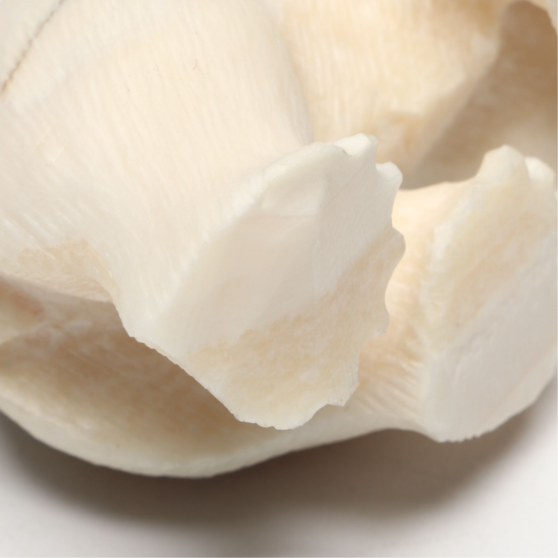 James Uglowook Yupik Walrus Tusk Carved Polar Bear