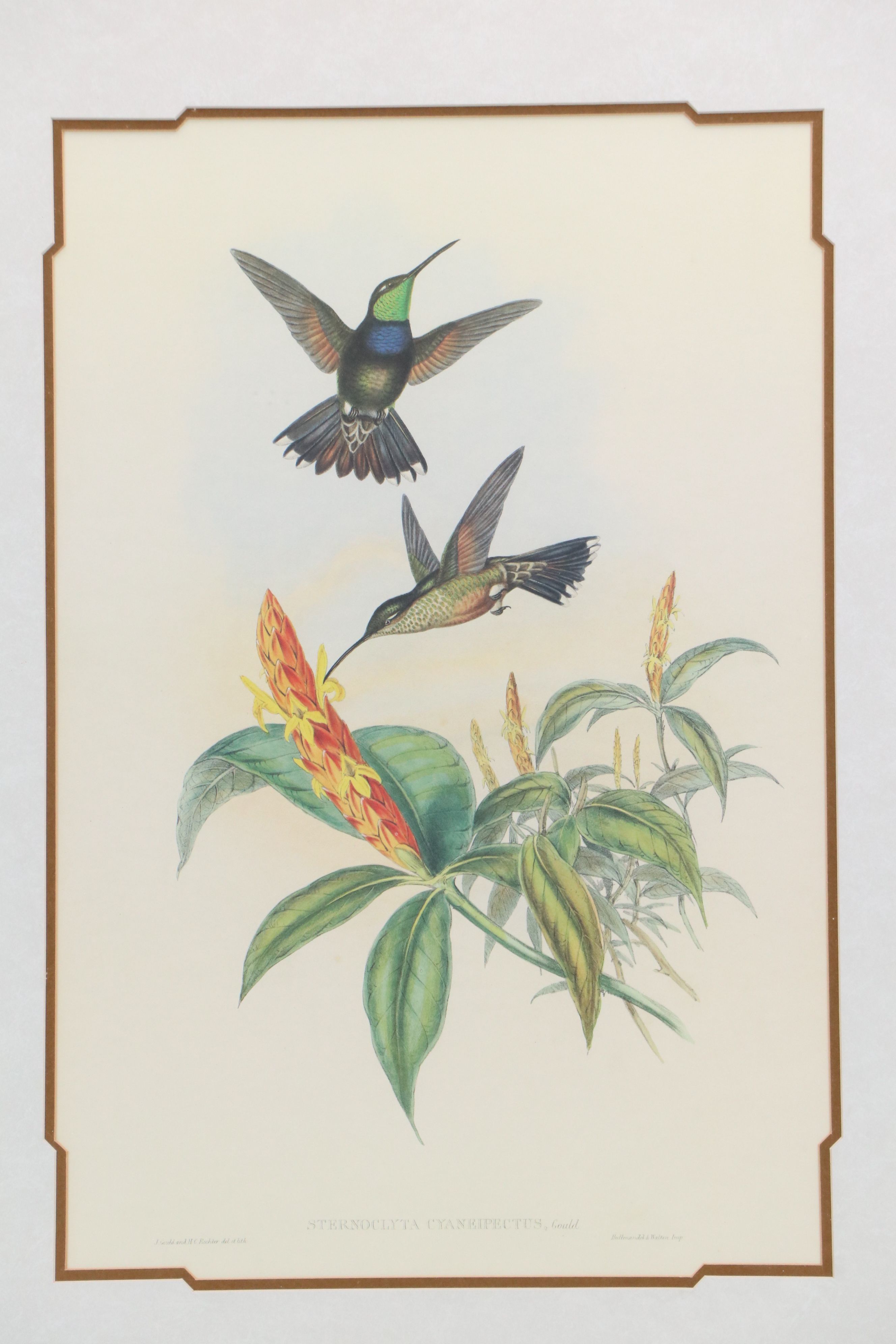 Offset Lithograph "Violet-chested Hummingbird," Late 20th Century