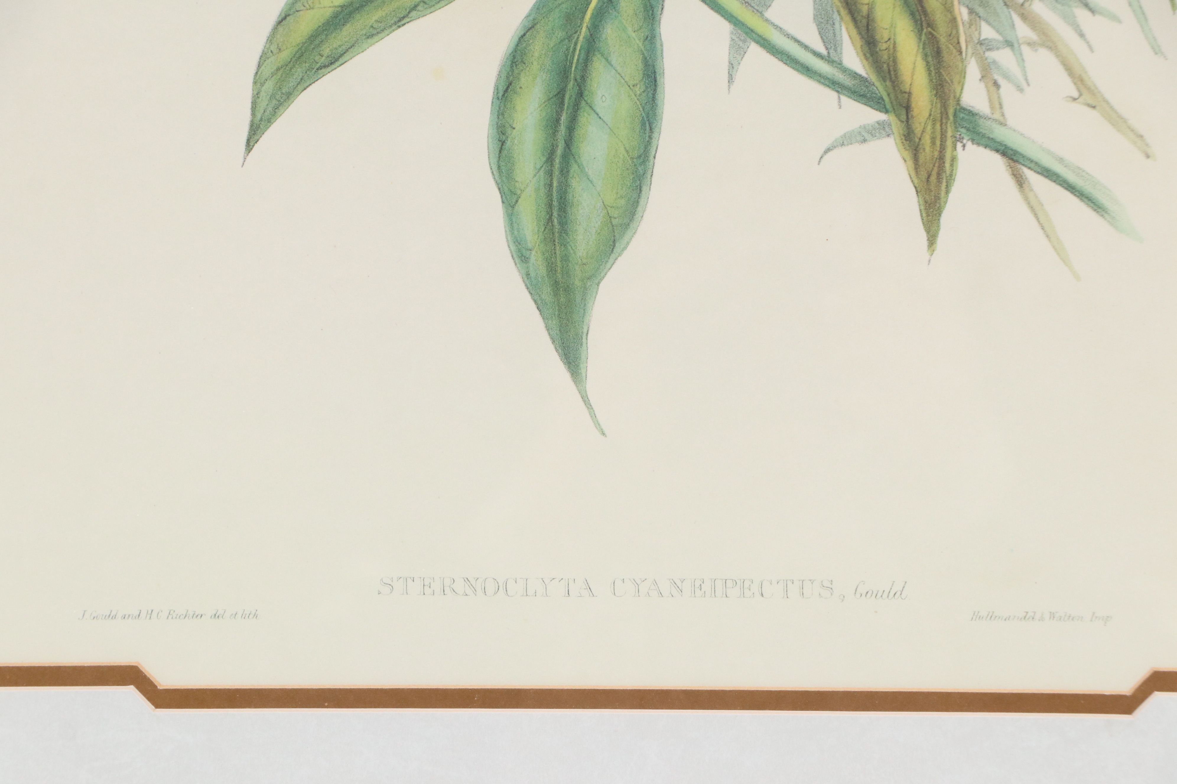 Offset Lithograph "Violet-chested Hummingbird," Late 20th Century