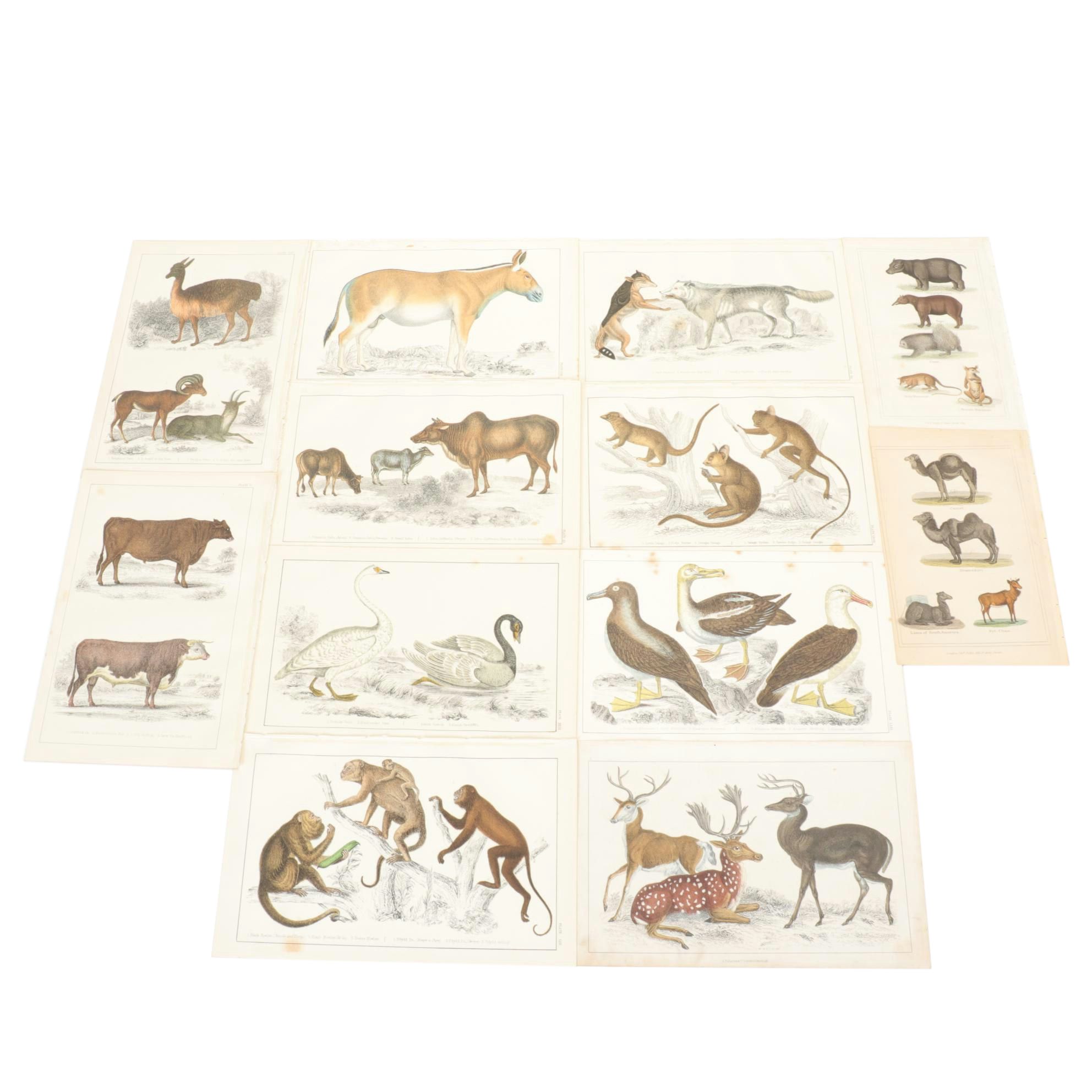 Hand-Colored Bookplate Engravings Of Mammals and Birds, Mid-19th Century