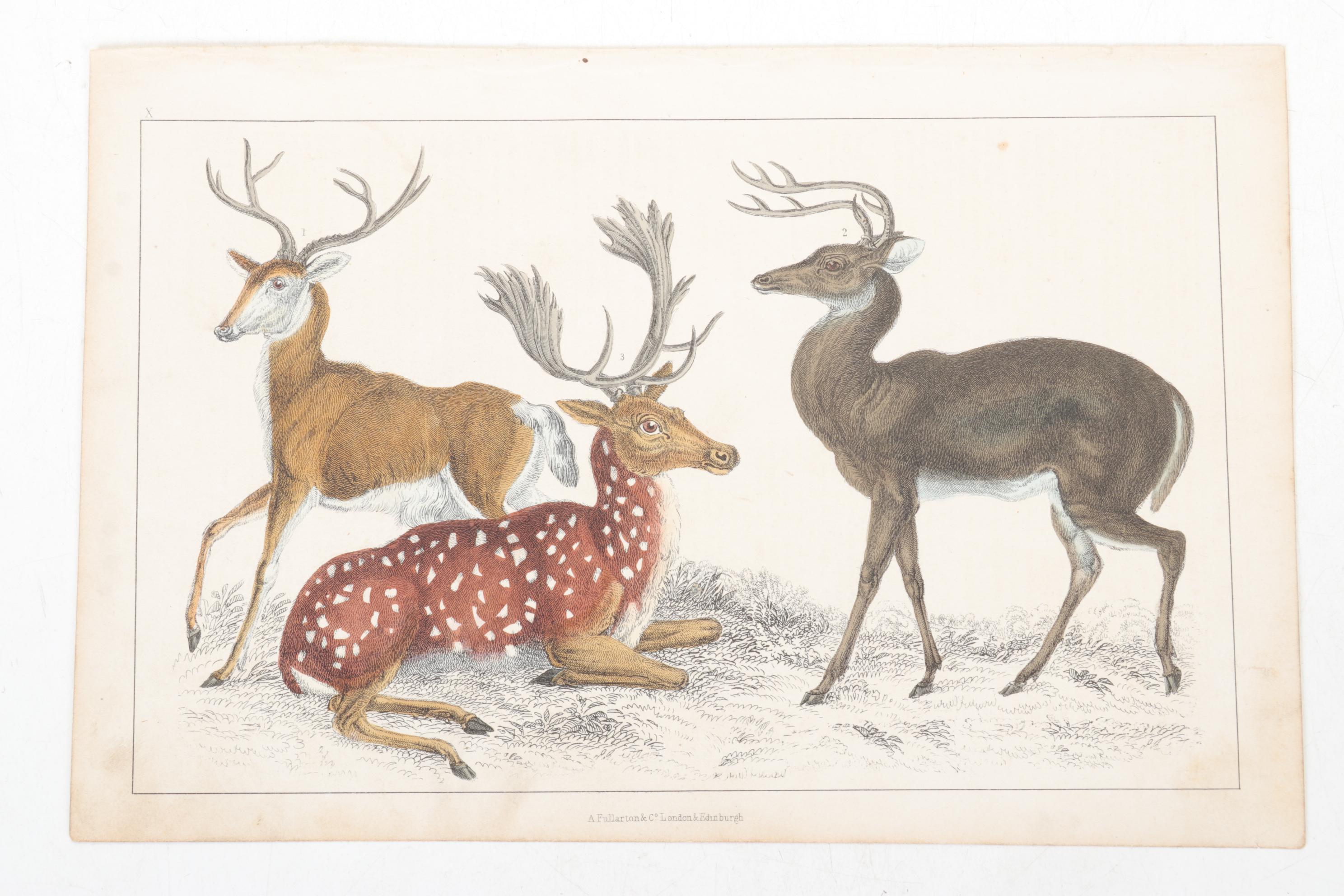 Hand-Colored Bookplate Engravings Of Mammals and Birds, Mid-19th Century
