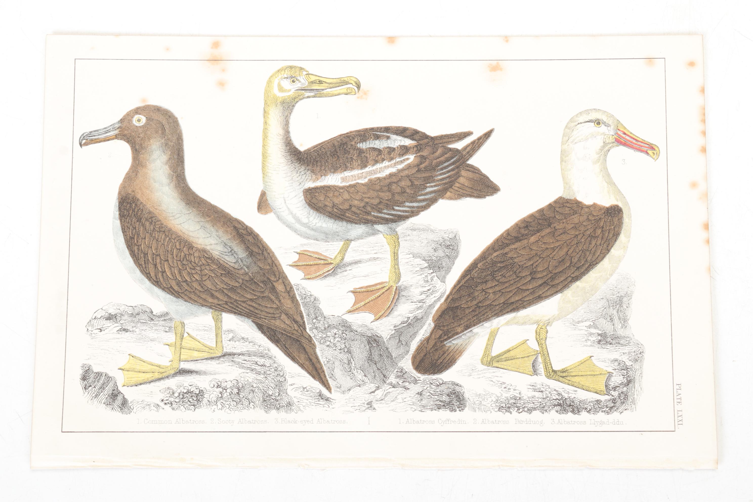 Hand-Colored Bookplate Engravings Of Mammals and Birds, Mid-19th Century