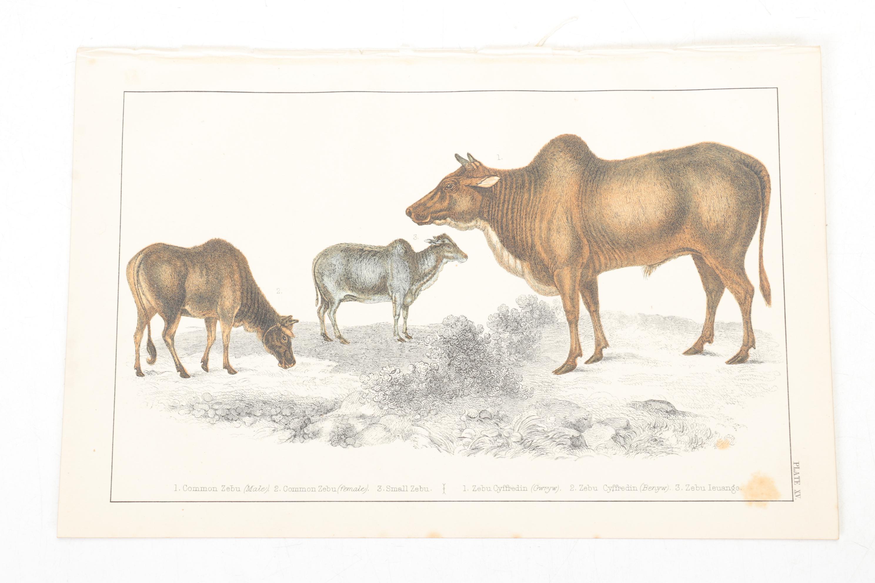 Hand-Colored Bookplate Engravings Of Mammals and Birds, Mid-19th Century