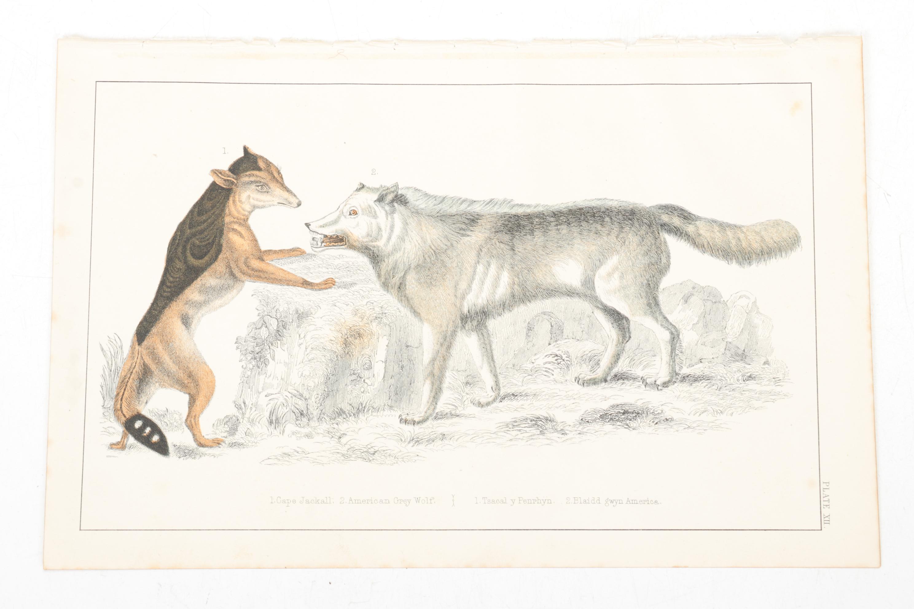 Hand-Colored Bookplate Engravings Of Mammals and Birds, Mid-19th Century