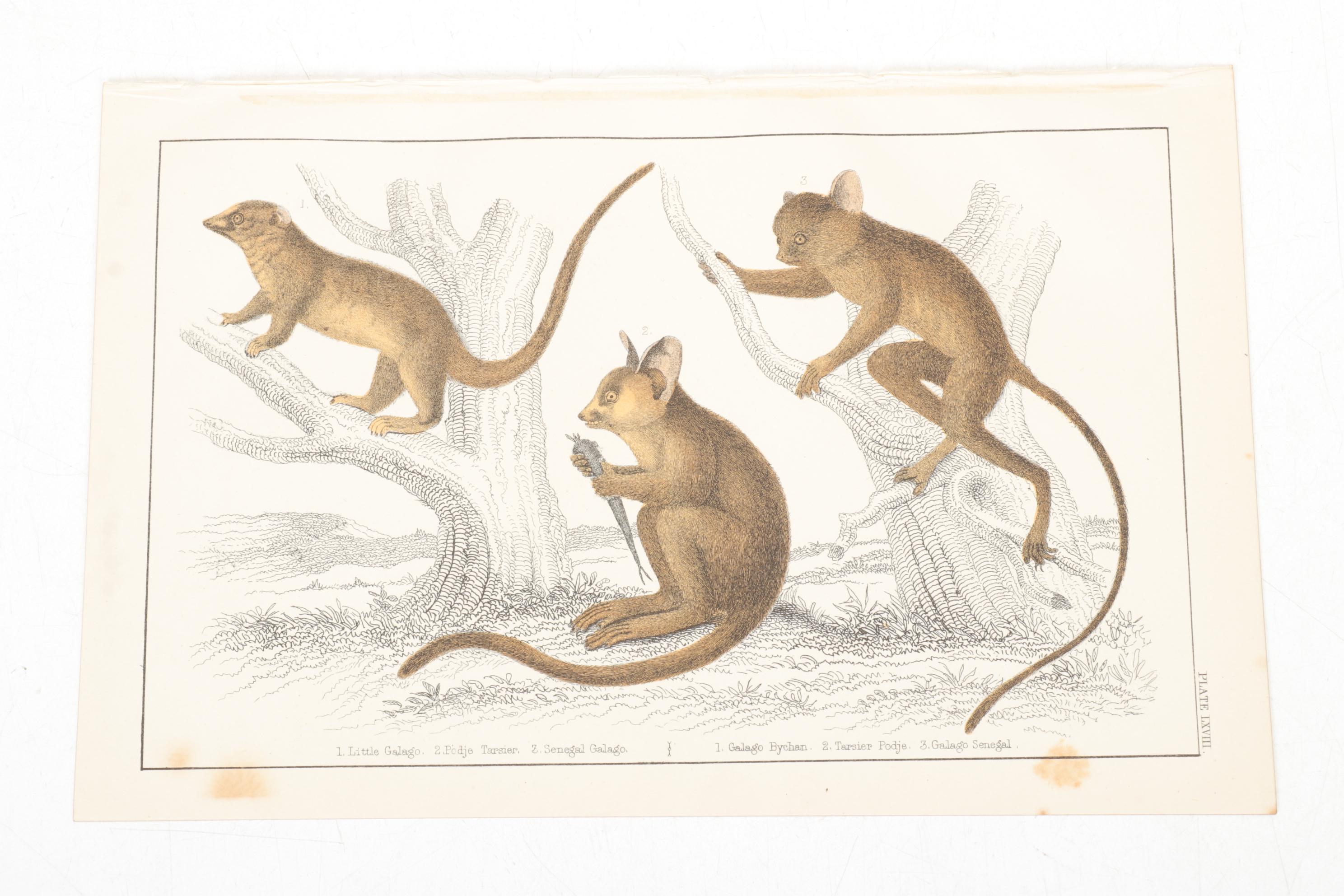Hand-Colored Bookplate Engravings Of Mammals and Birds, Mid-19th Century