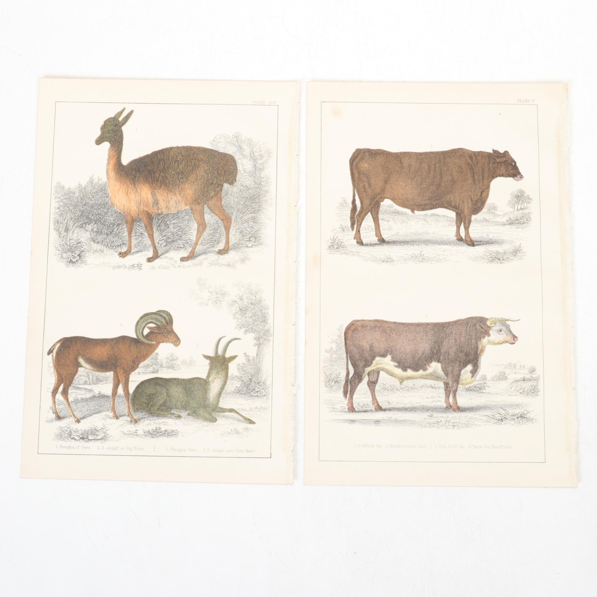 Hand-Colored Bookplate Engravings Of Mammals and Birds, Mid-19th Century