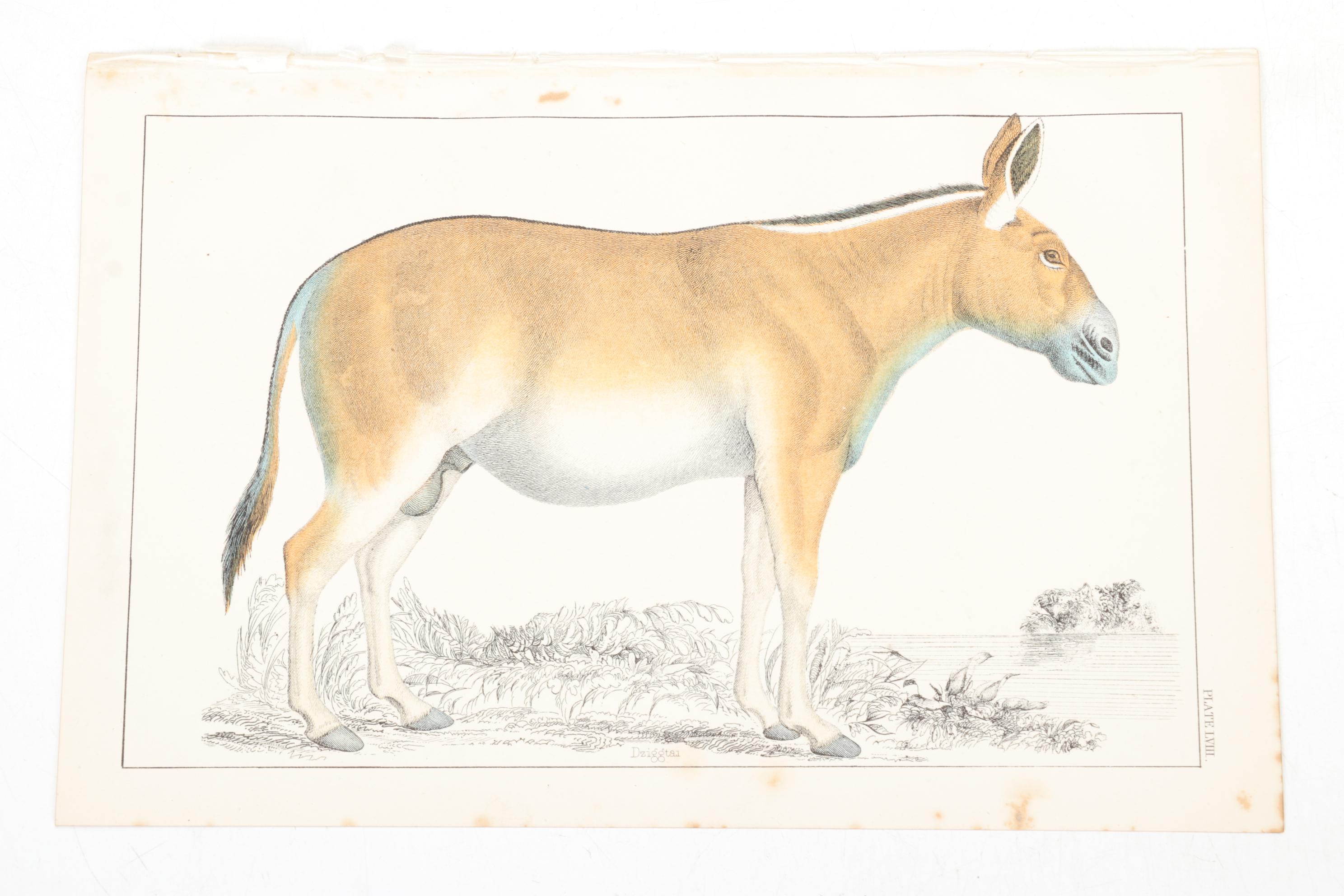 Hand-Colored Bookplate Engravings Of Mammals and Birds, Mid-19th Century