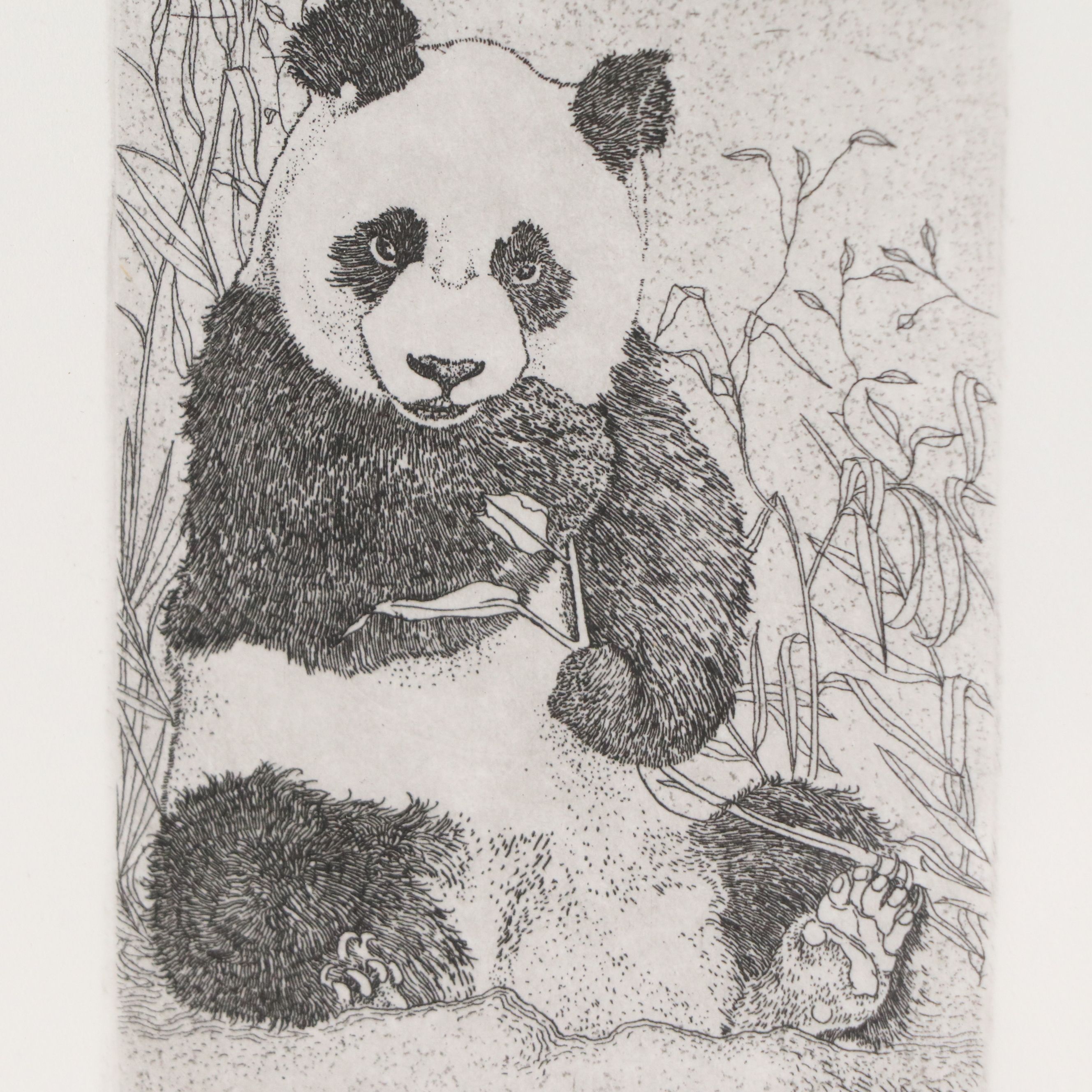 Polly Chase Etching "Panda Bear"