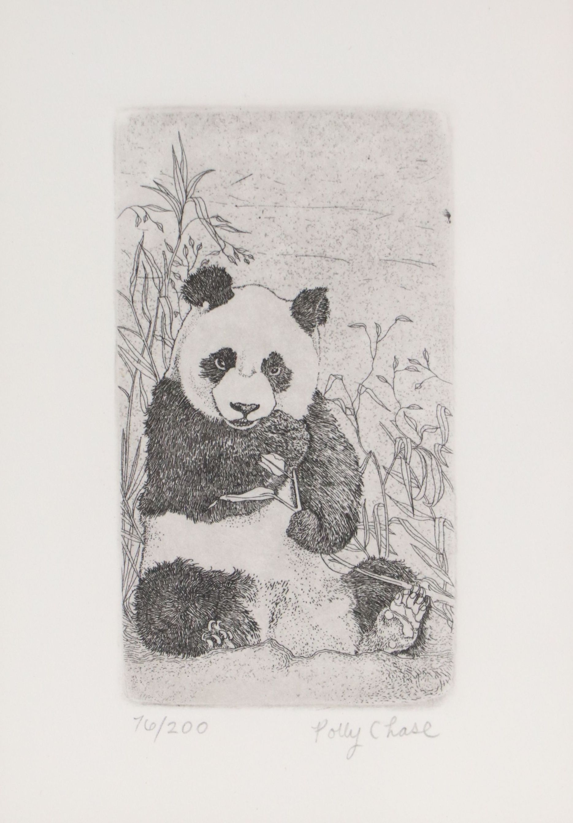 Polly Chase Etching "Panda Bear"