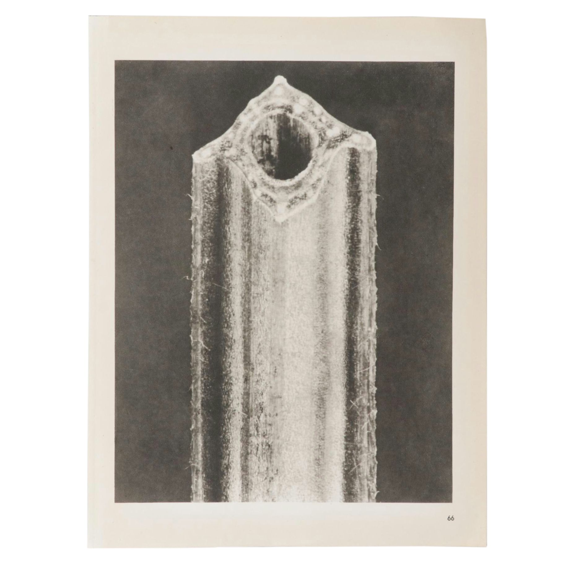 Botanical Photogravure After Karl Blossfeldt From "Wunder in der Nature," 1942