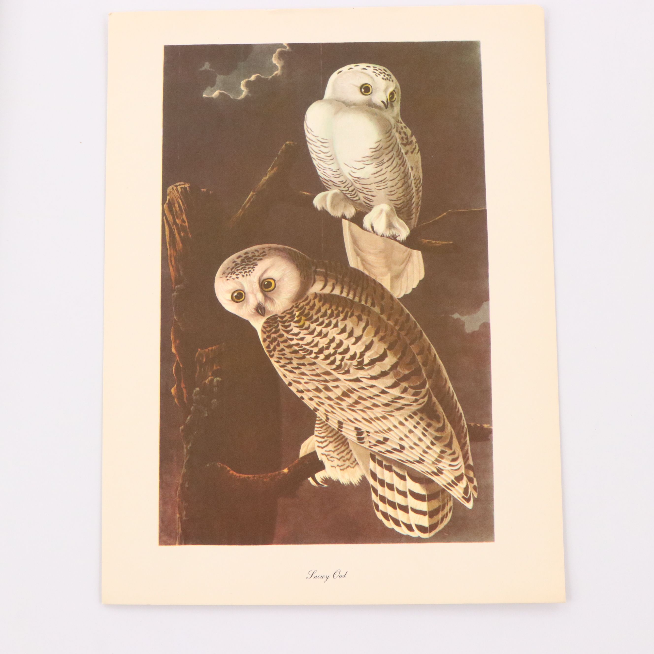 Audubon Birds of America Offset Lithograph Prints Featuring "Great Horned Owl"