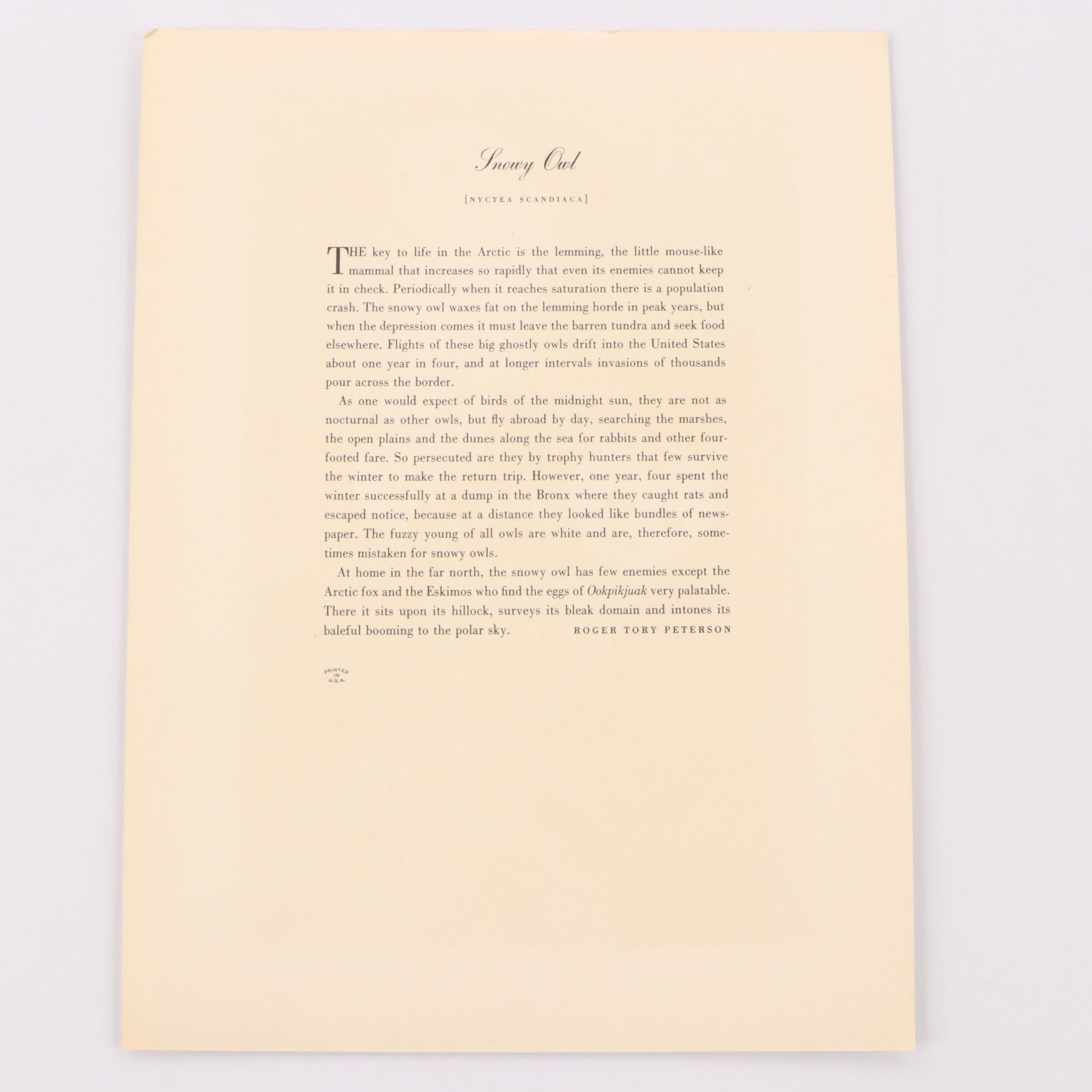 Audubon Birds of America Offset Lithograph Prints Featuring "Great Horned Owl"