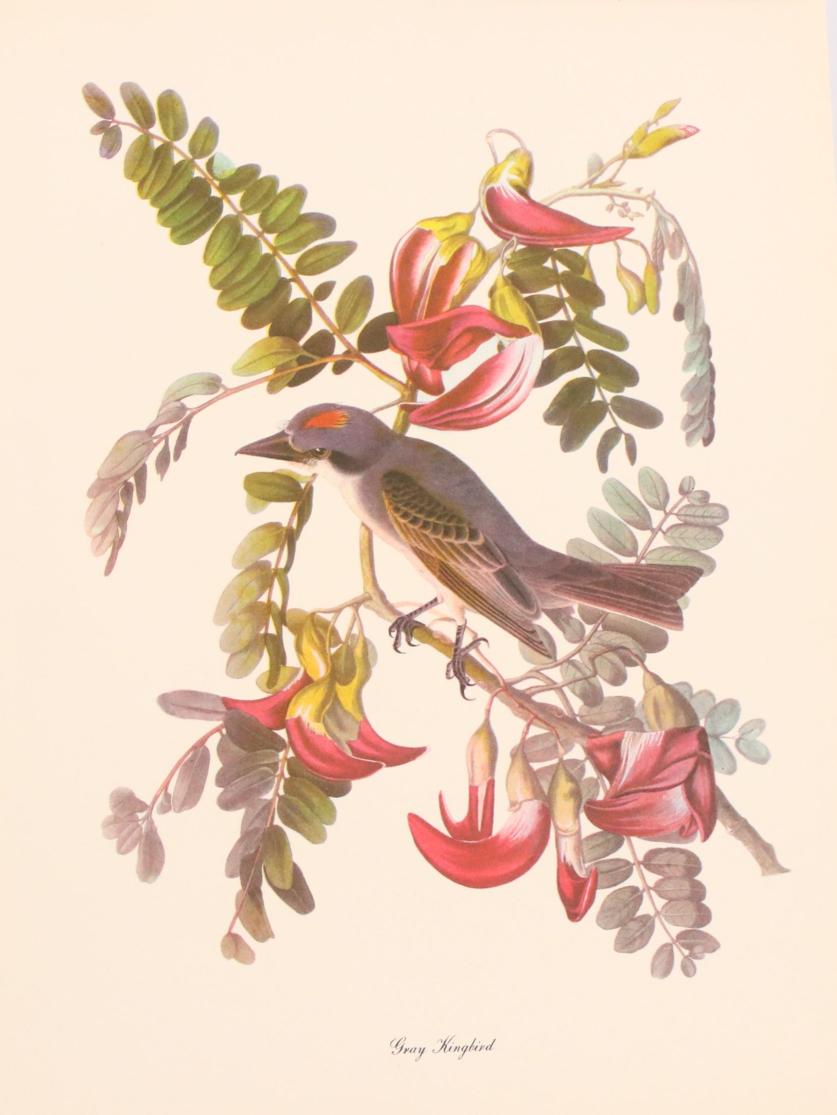 Audubon Birds of America Offset Lithograph Prints Featuring "Great Horned Owl"