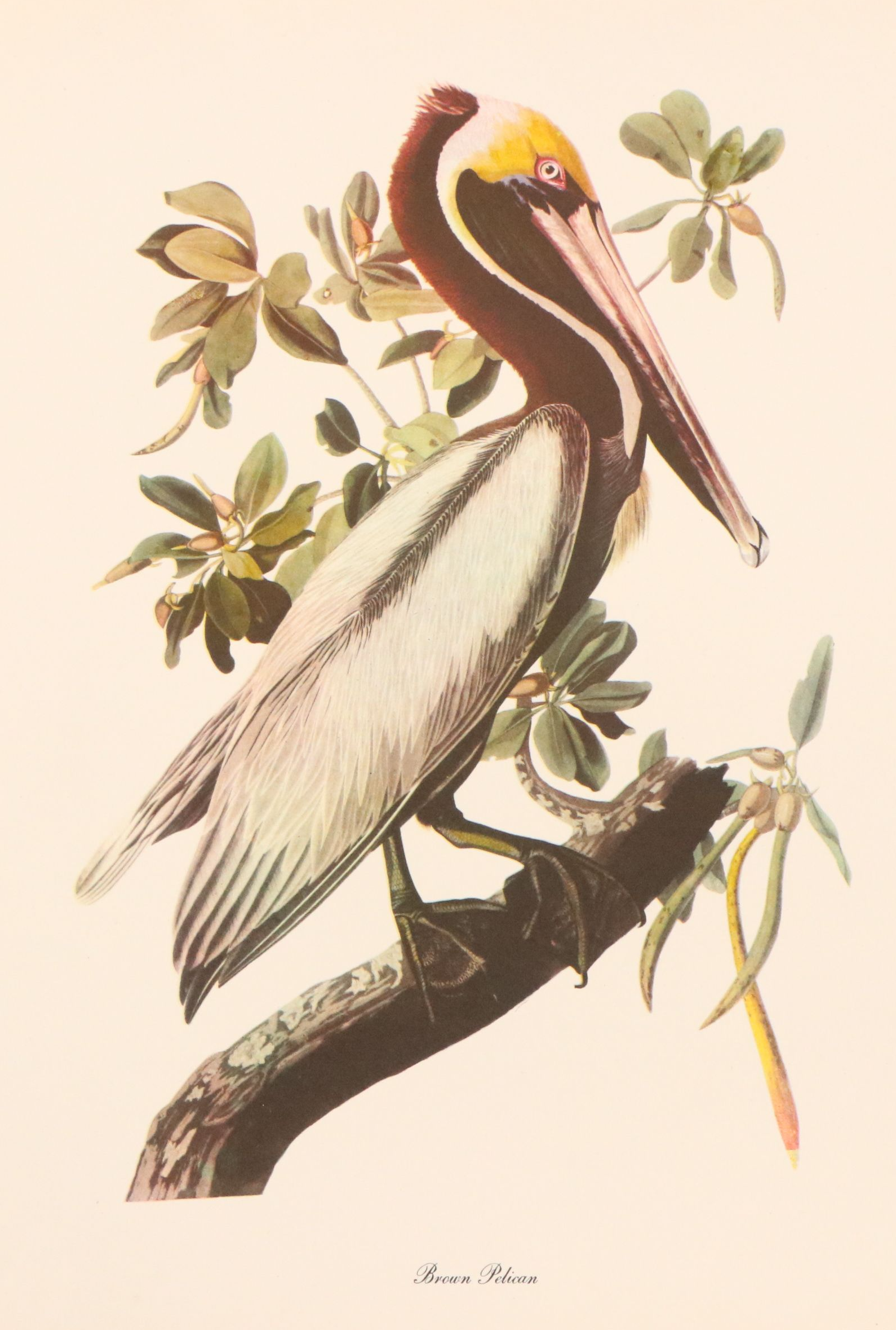 Audubon Birds of America Offset Lithograph Prints Featuring "Great Horned Owl"