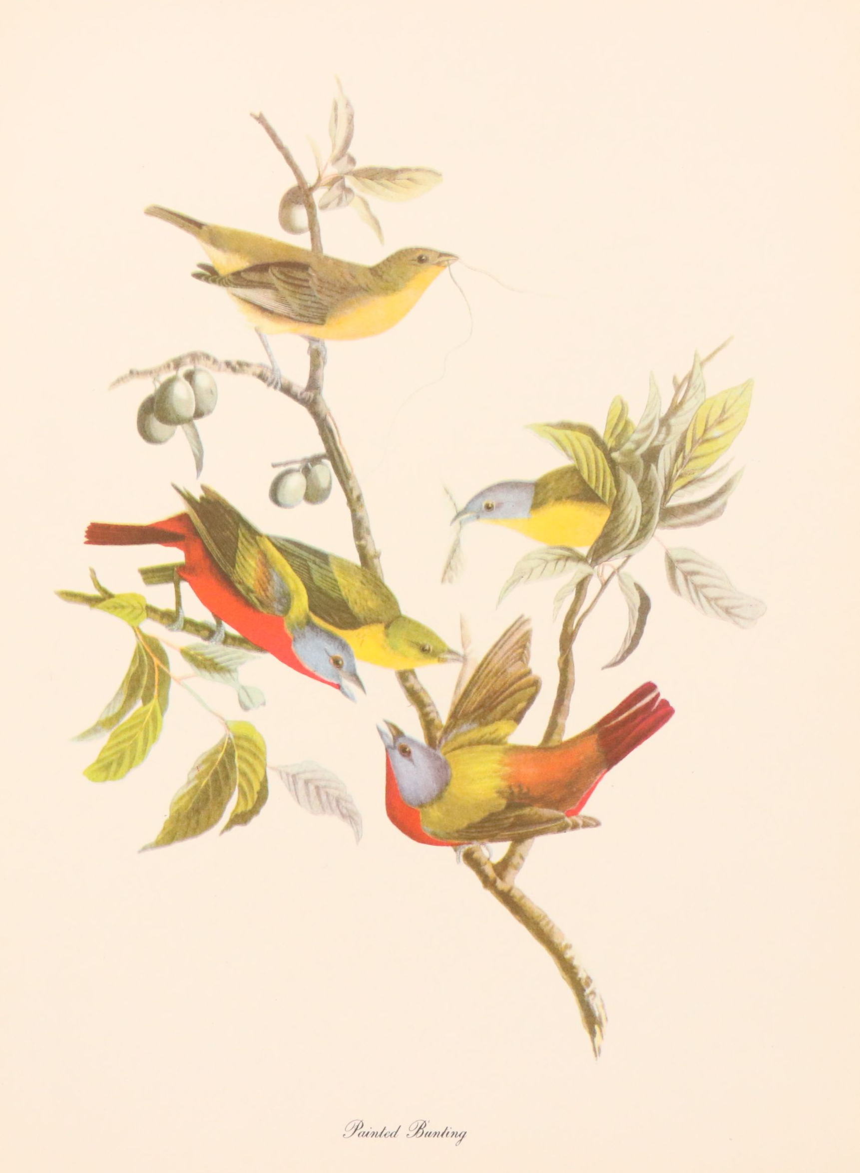 Audubon Birds of America Offset Lithograph Prints Featuring "Great Horned Owl"