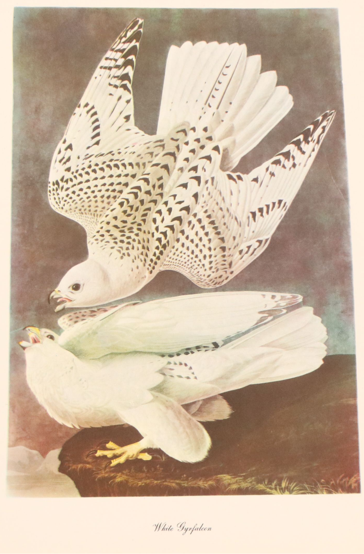 Audubon Birds of America Offset Lithograph Prints Featuring "Great Horned Owl"