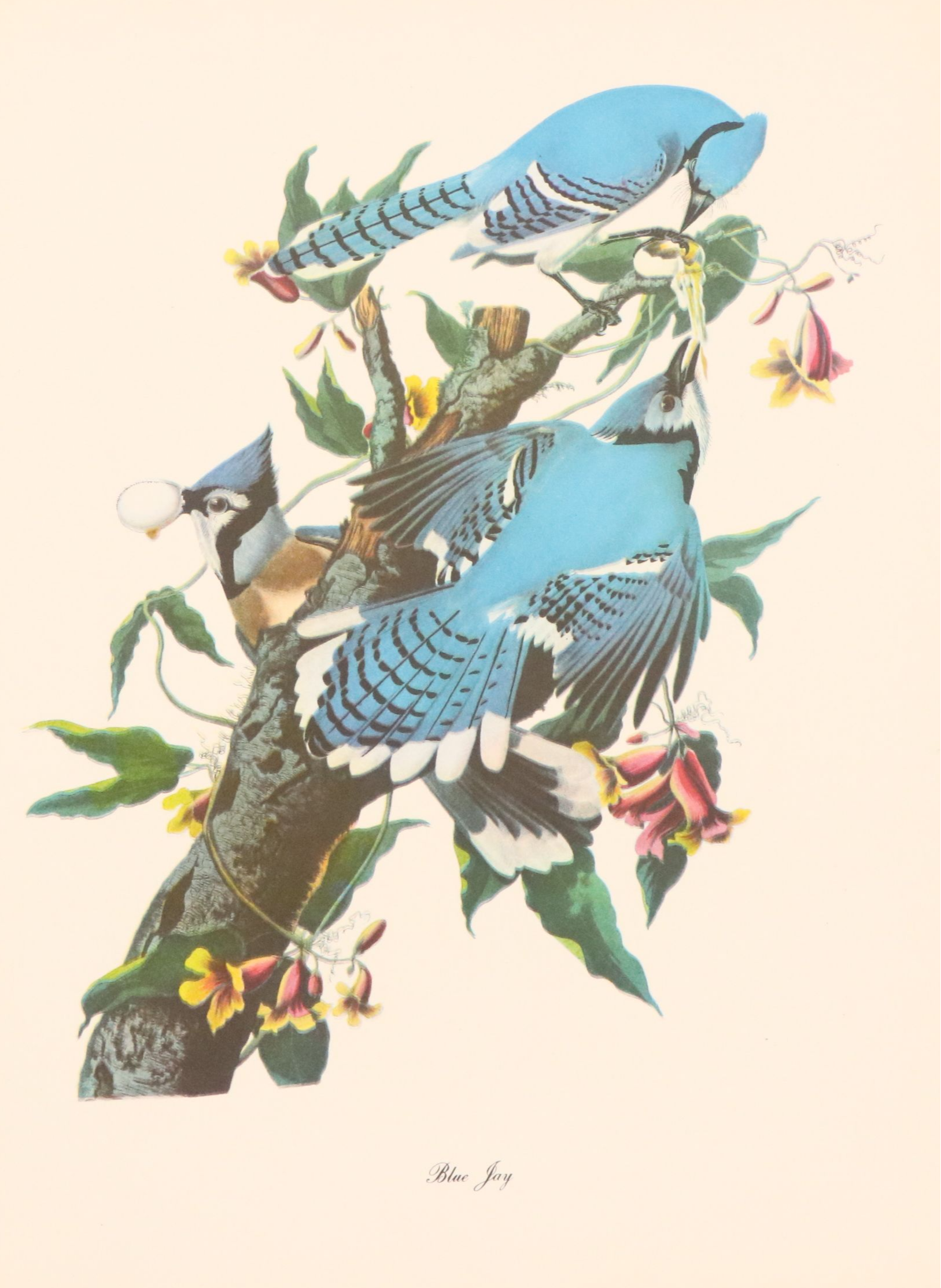 Audubon Birds of America Offset Lithograph Prints Featuring "Great Horned Owl"