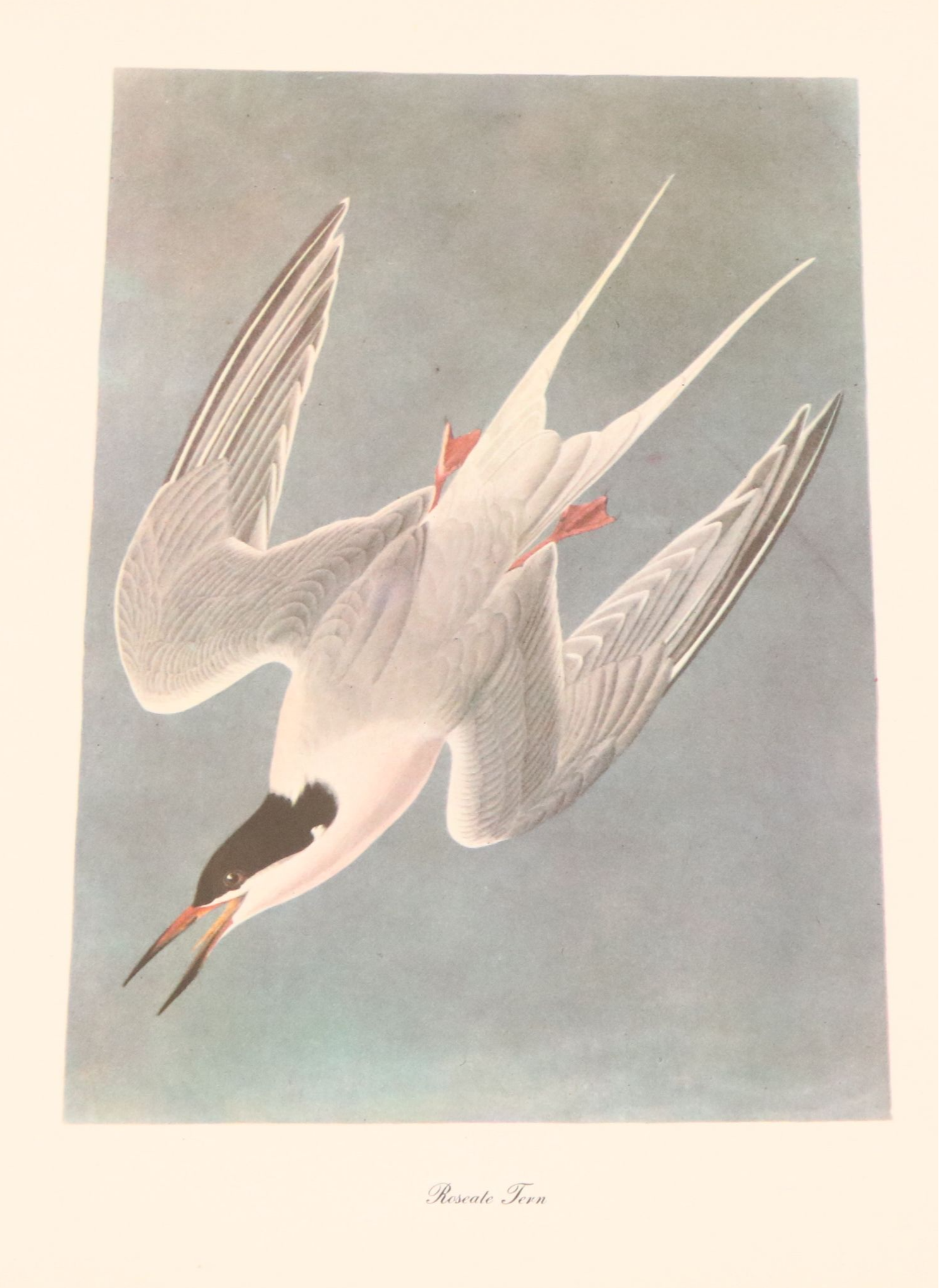 Audubon Birds of America Offset Lithograph Prints Featuring "Great Horned Owl"