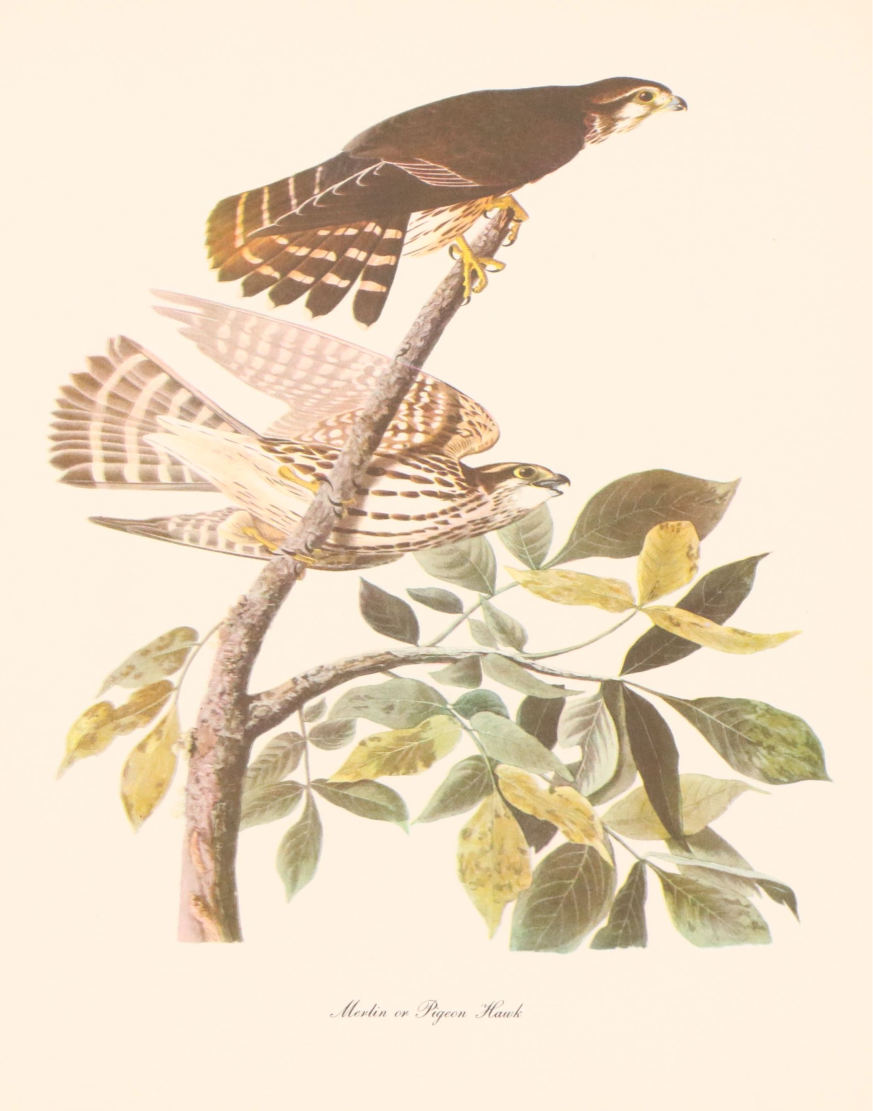 Audubon Birds of America Offset Lithograph Prints Featuring "Great Horned Owl"