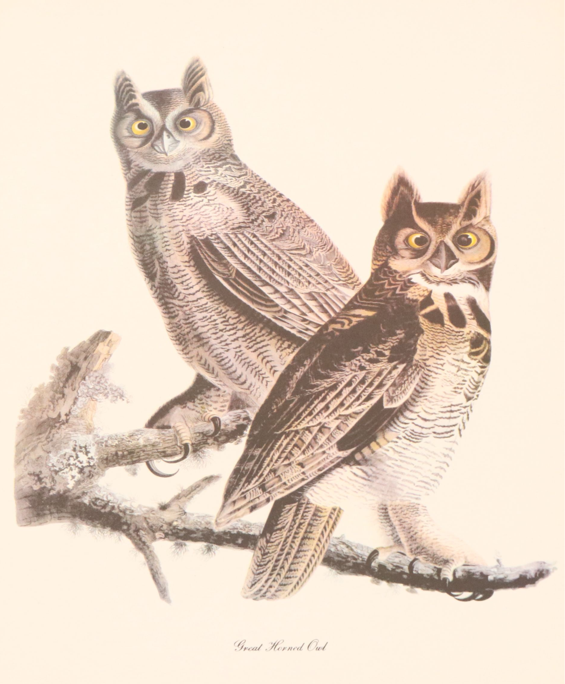 Audubon Birds of America Offset Lithograph Prints Featuring "Great Horned Owl"