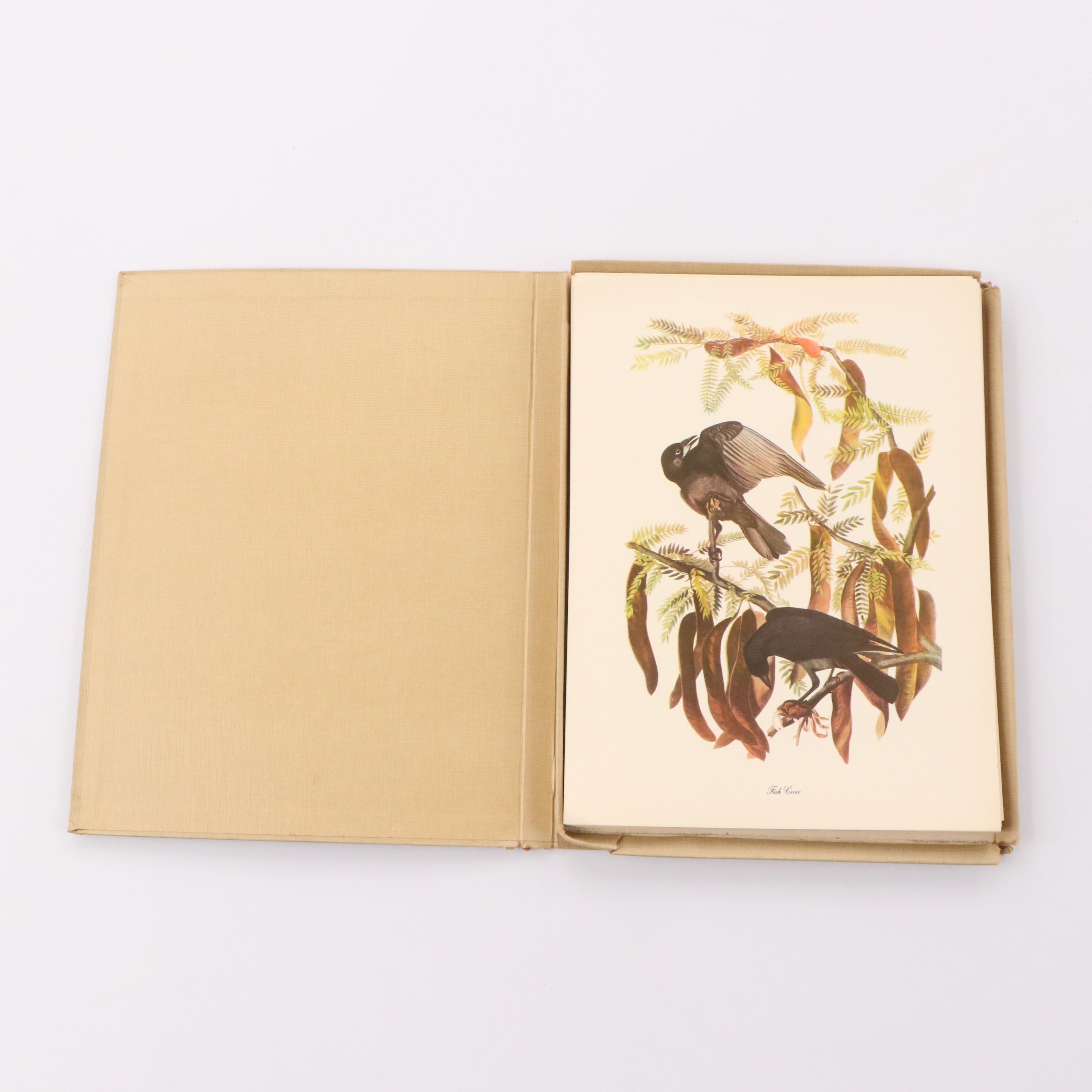 Audubon Birds of America Offset Lithograph Prints Featuring "Great Horned Owl"