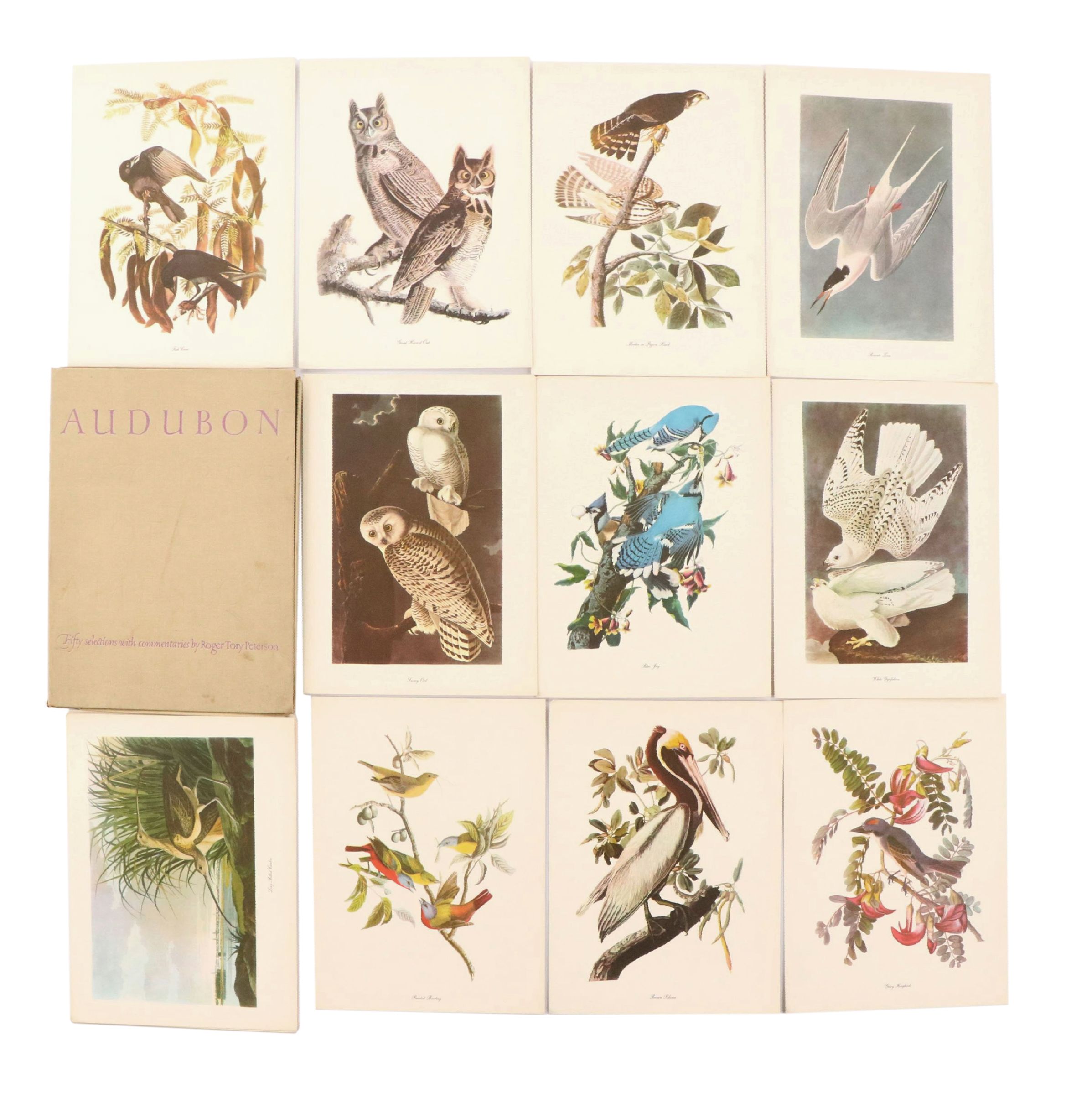 Audubon Birds of America Offset Lithograph Prints Featuring "Great Horned Owl"