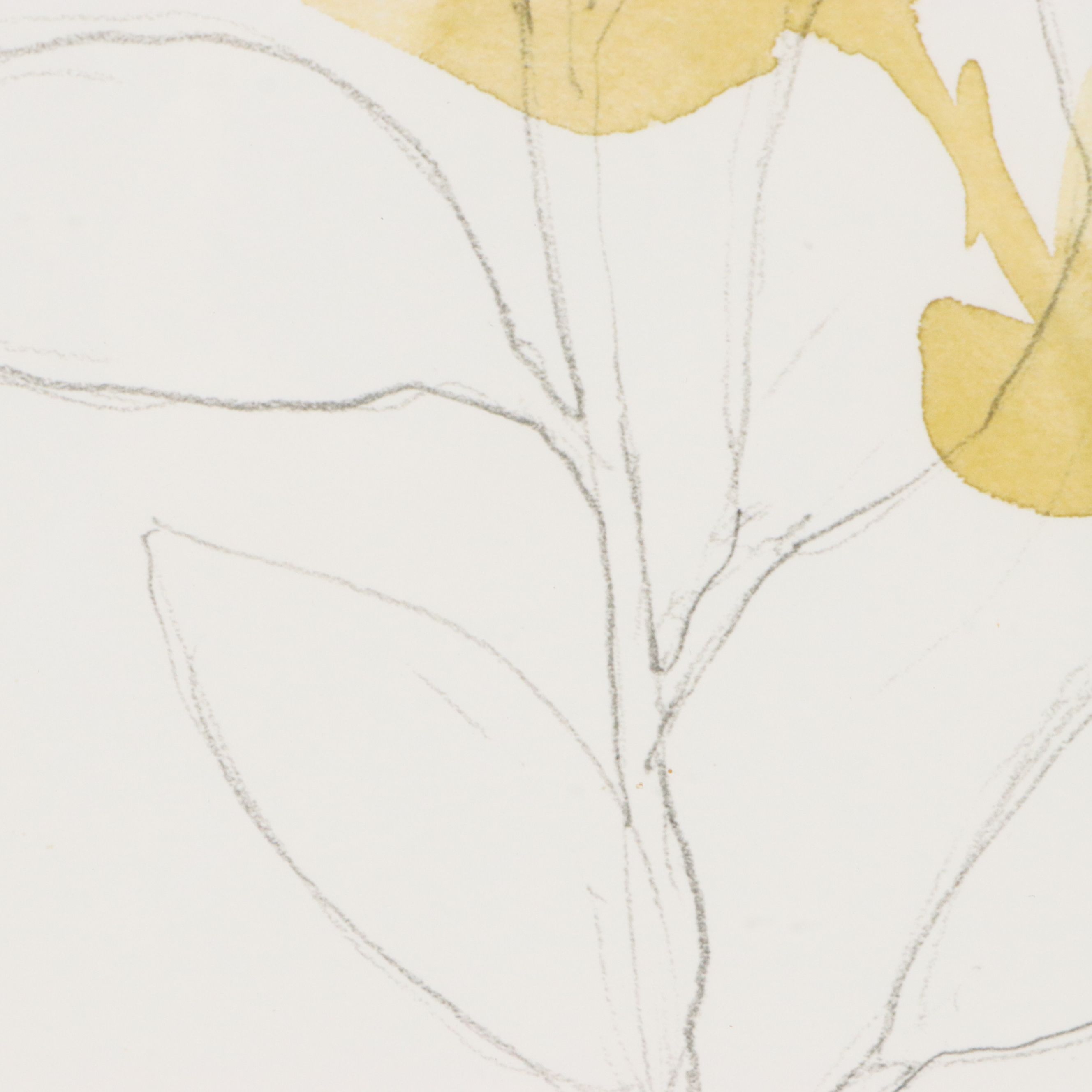 After Jennifer Goldberger Giclées "Branch Contours"