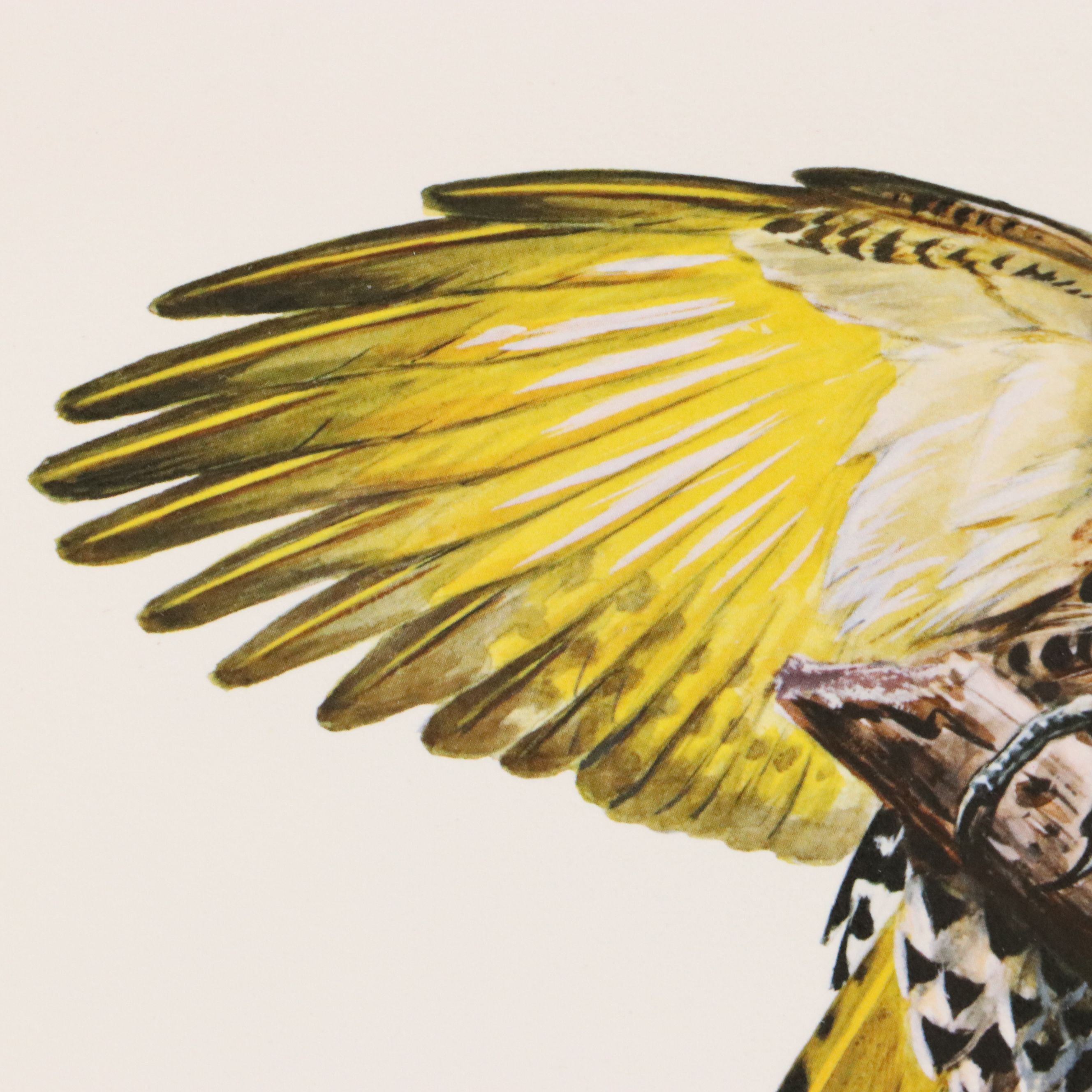 Roger Tory Peterson Offset Lithographs "Cardinal" and "Flicker," 1973