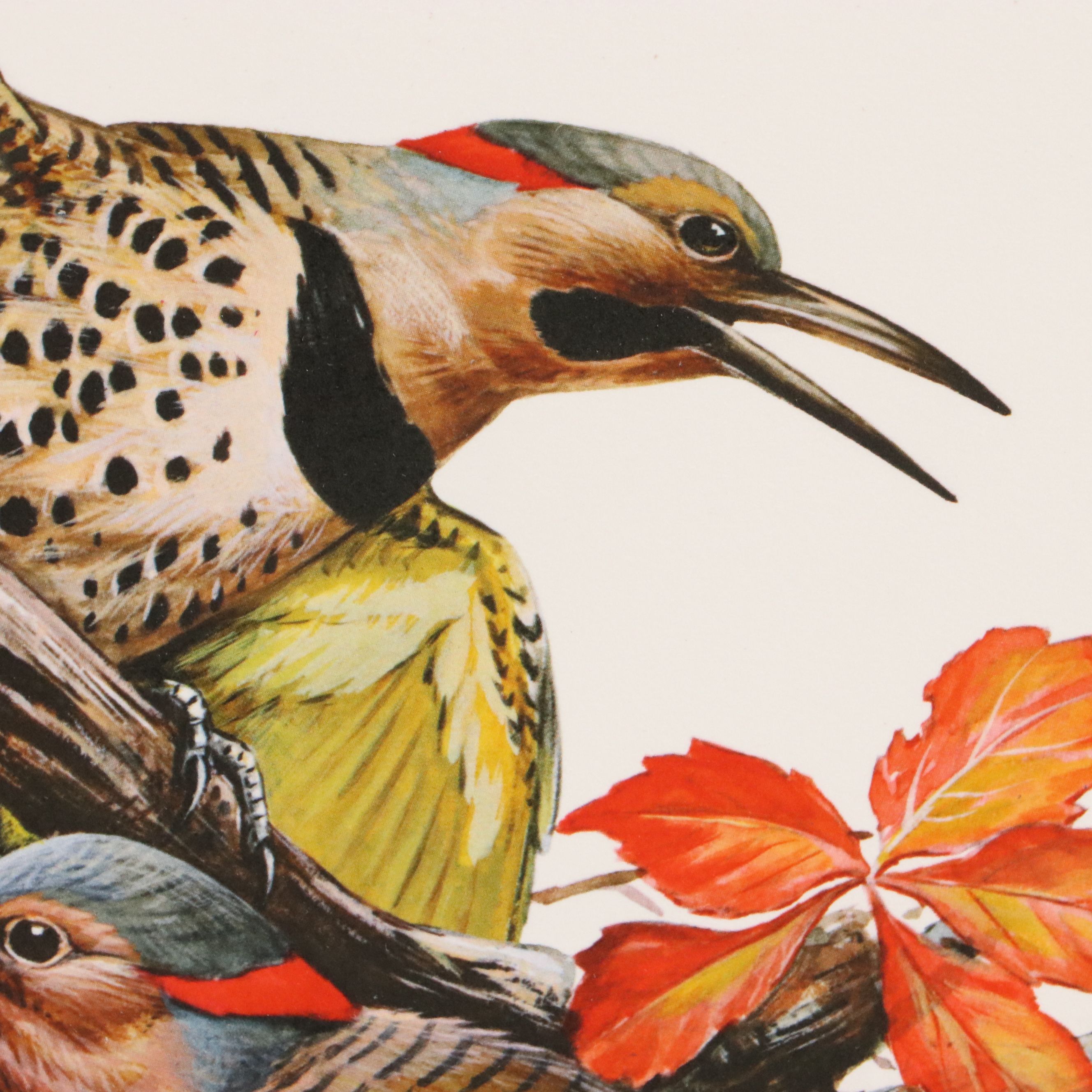 Roger Tory Peterson Offset Lithographs "Cardinal" and "Flicker," 1973