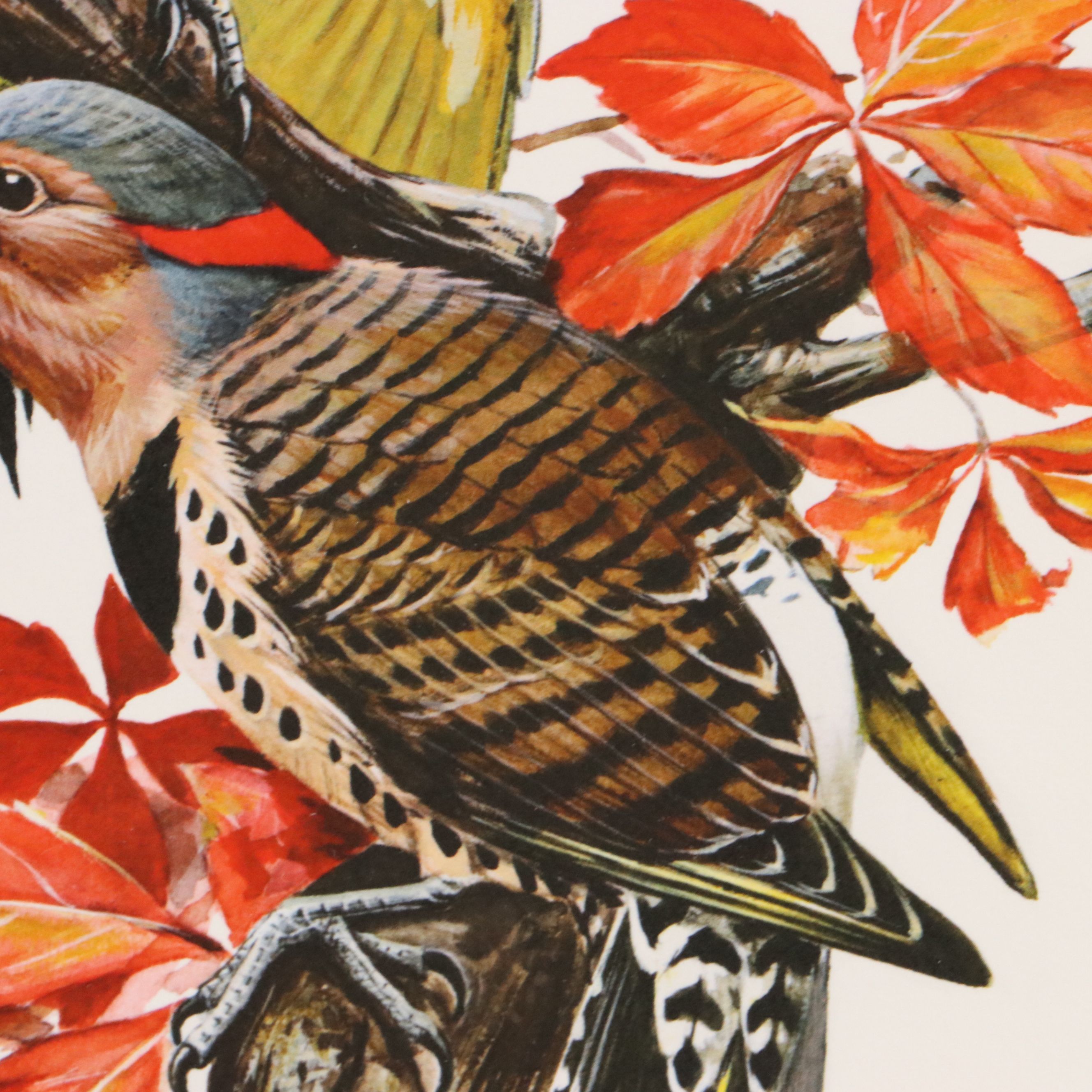 Roger Tory Peterson Offset Lithographs "Cardinal" and "Flicker," 1973