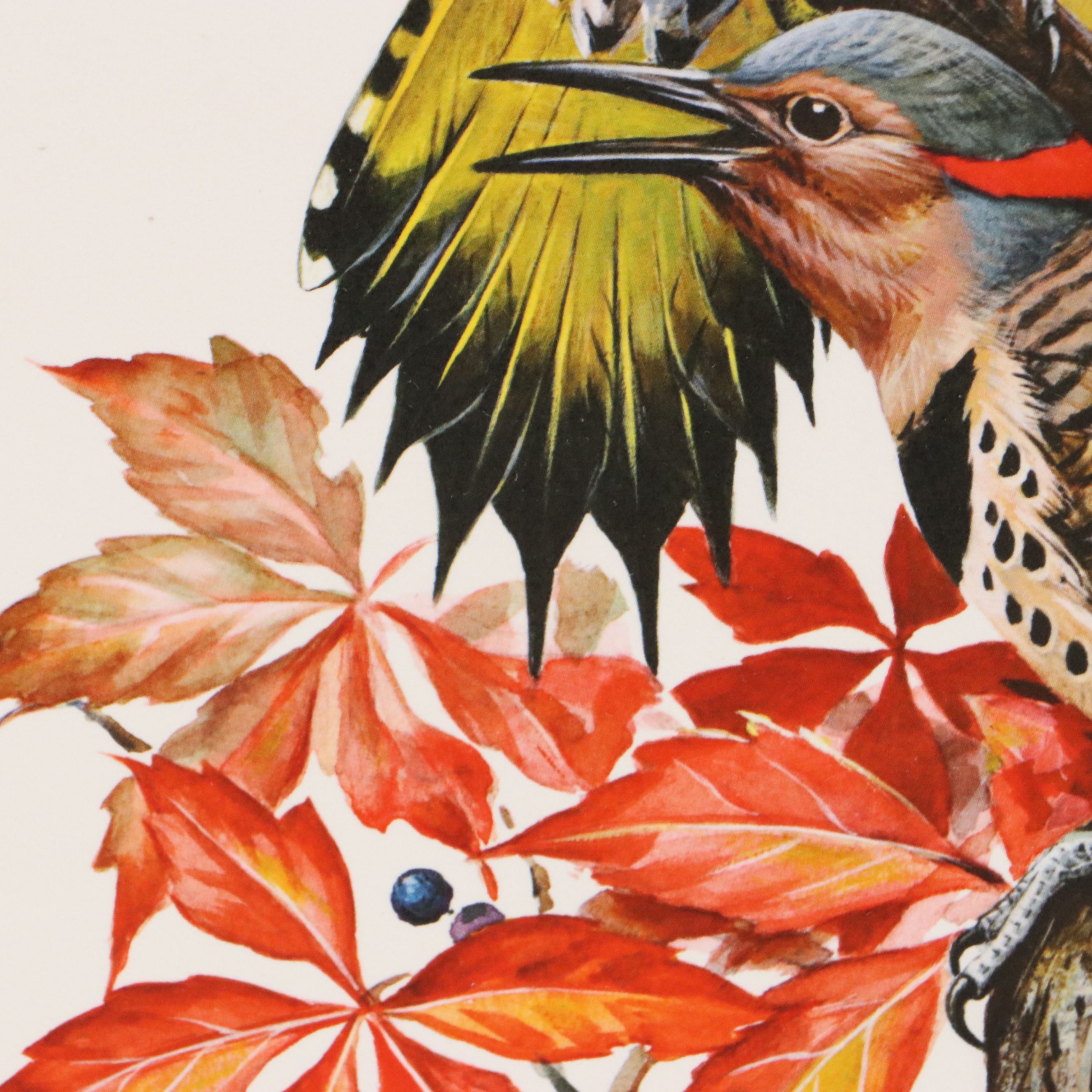 Roger Tory Peterson Offset Lithographs "Cardinal" and "Flicker," 1973