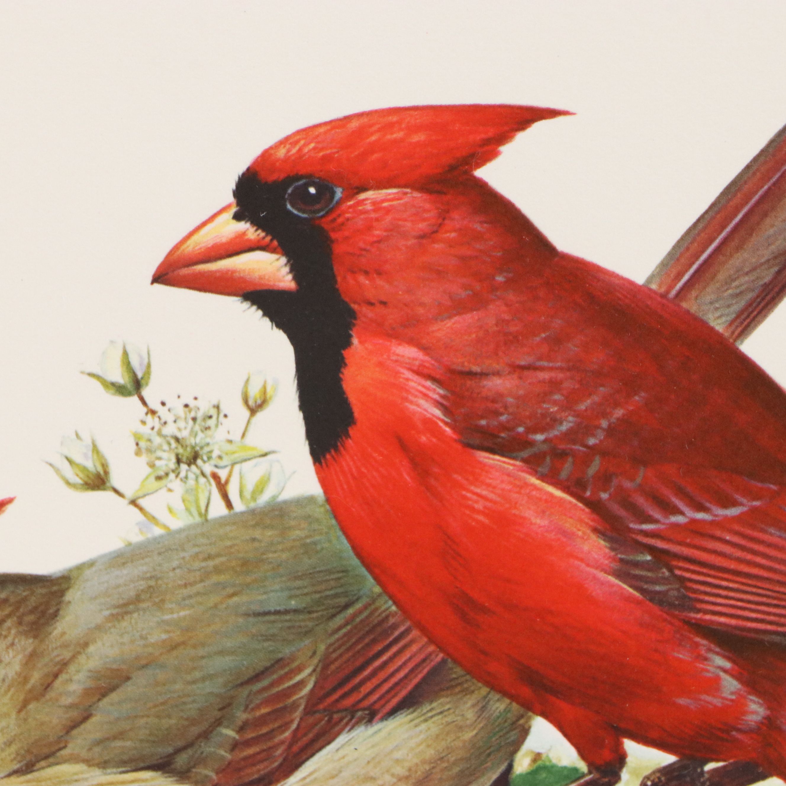 Roger Tory Peterson Offset Lithographs "Cardinal" and "Flicker," 1973