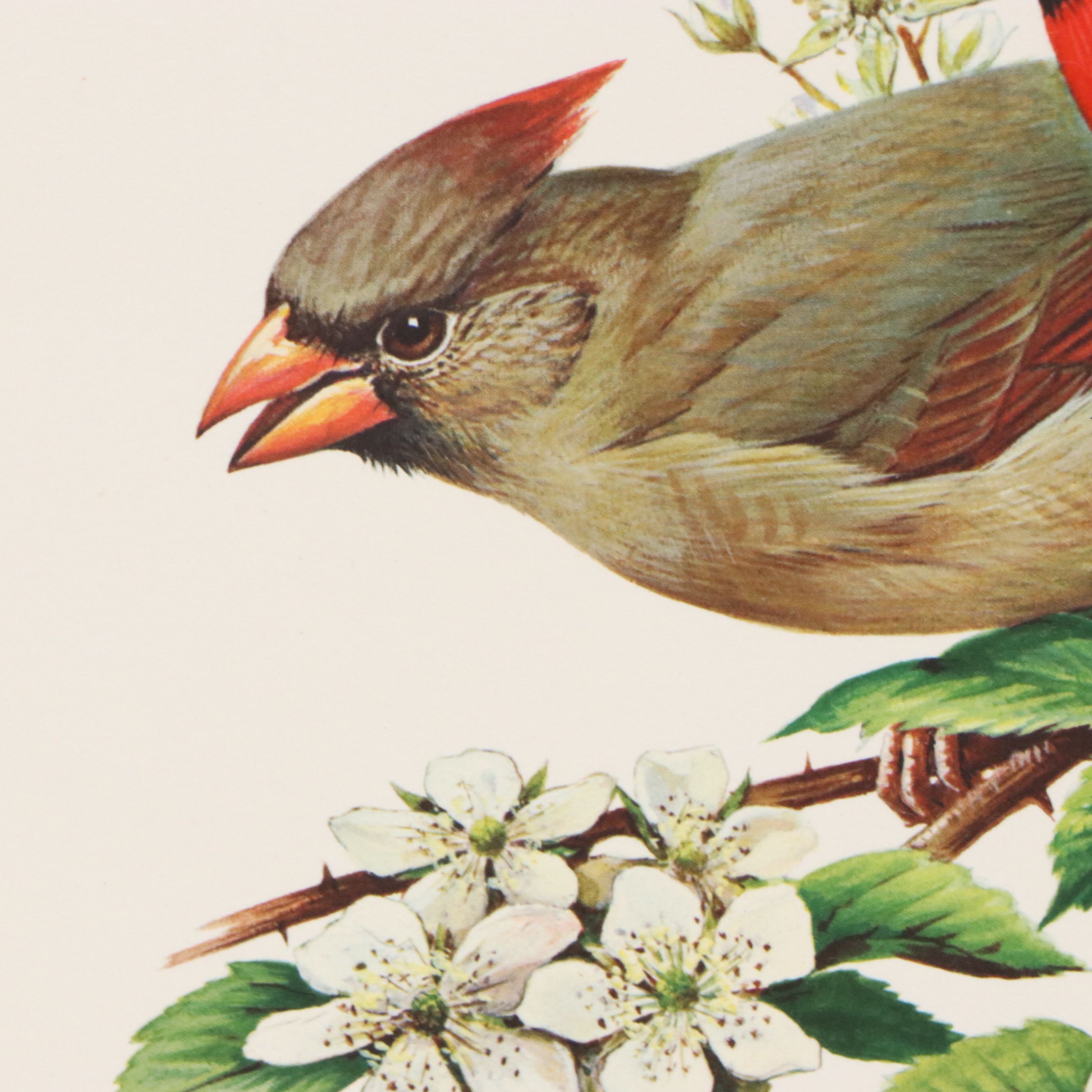 Roger Tory Peterson Offset Lithographs "Cardinal" and "Flicker," 1973