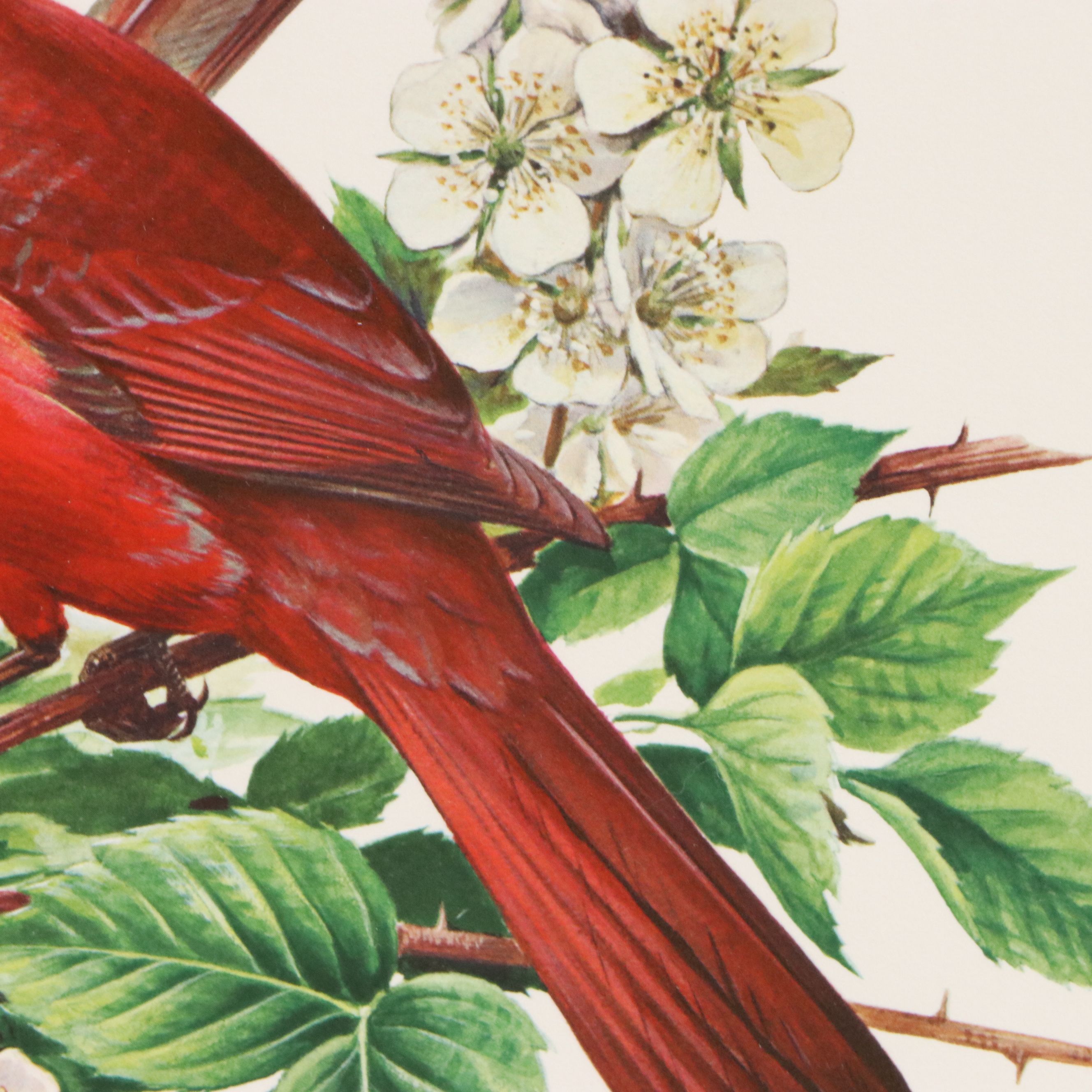 Roger Tory Peterson Offset Lithographs "Cardinal" and "Flicker," 1973