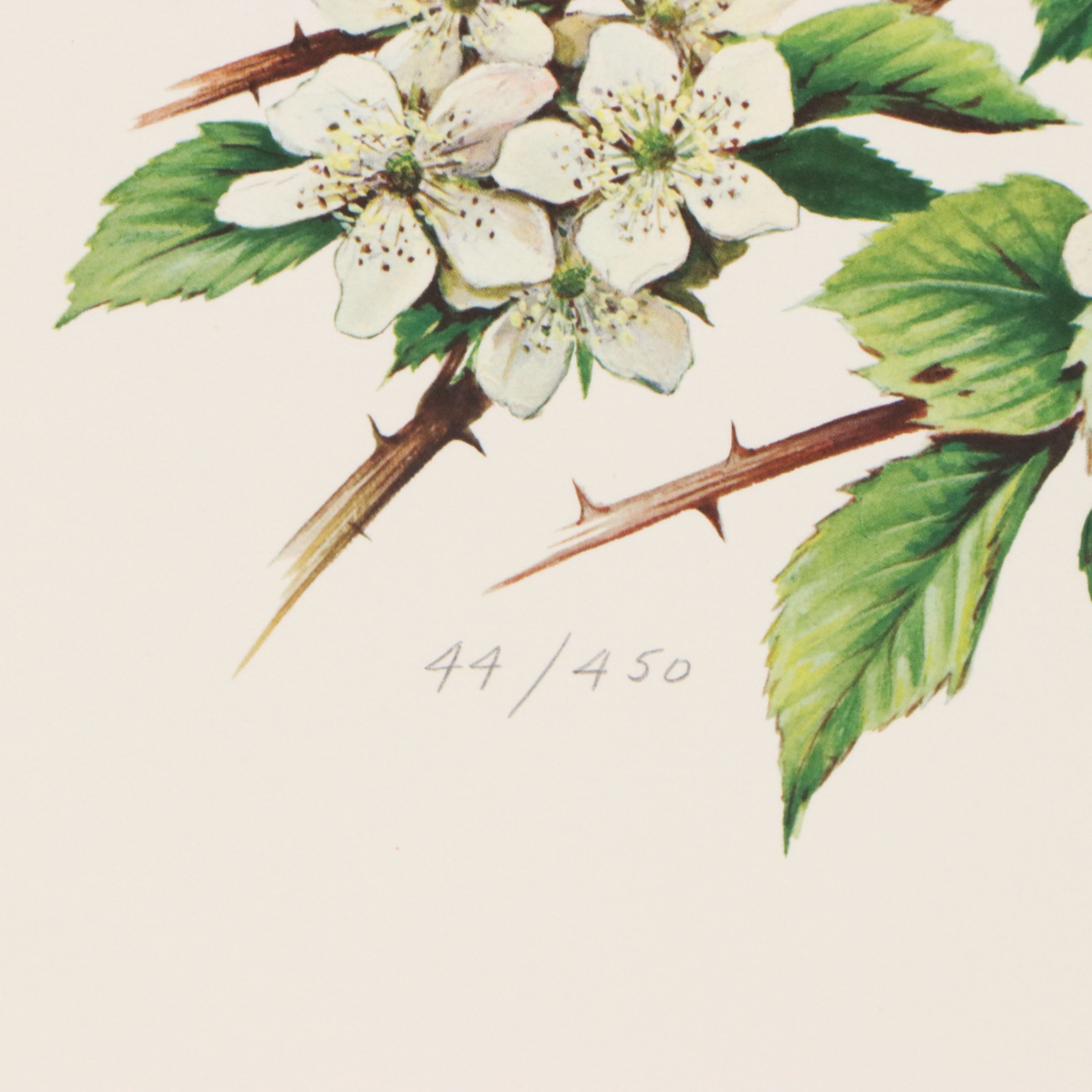 Roger Tory Peterson Offset Lithographs "Cardinal" and "Flicker," 1973