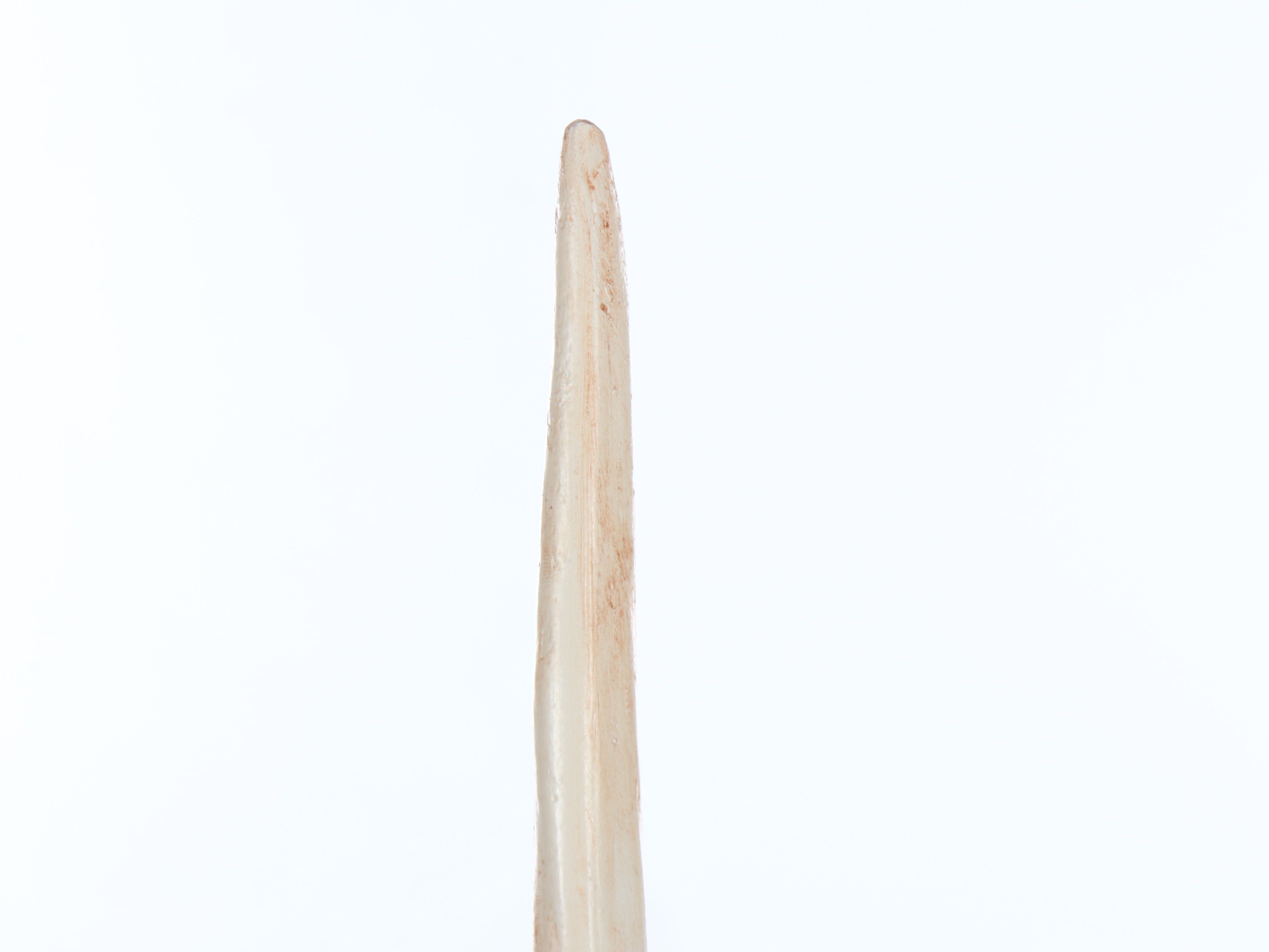 Replica Narwhal Tusk