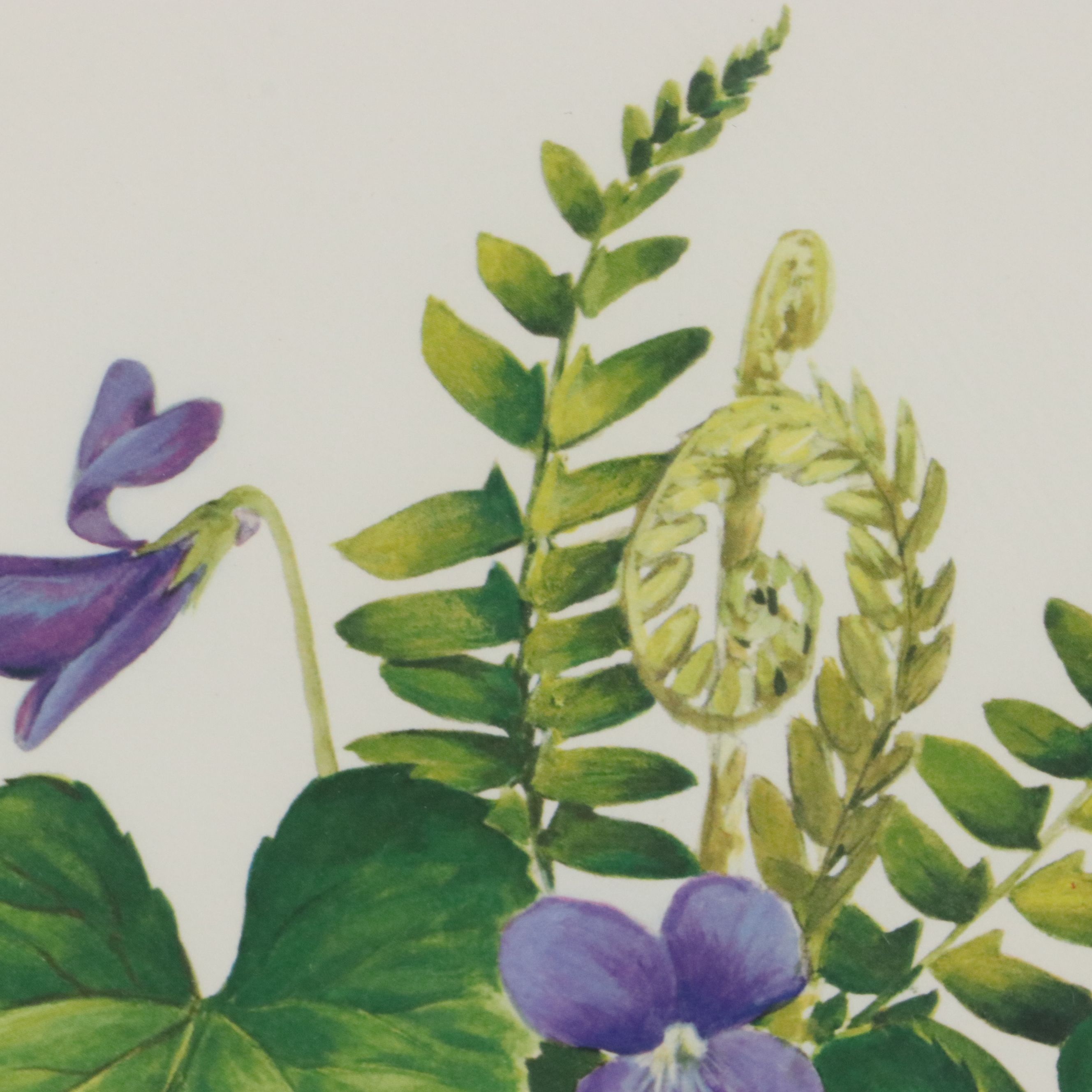 Roger Tory Peterson Offset Lithographs "Wood Thrush" and "Baltimore Oriole"